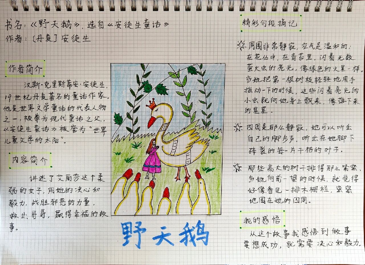 《野天鹅》读书笔记思维导图