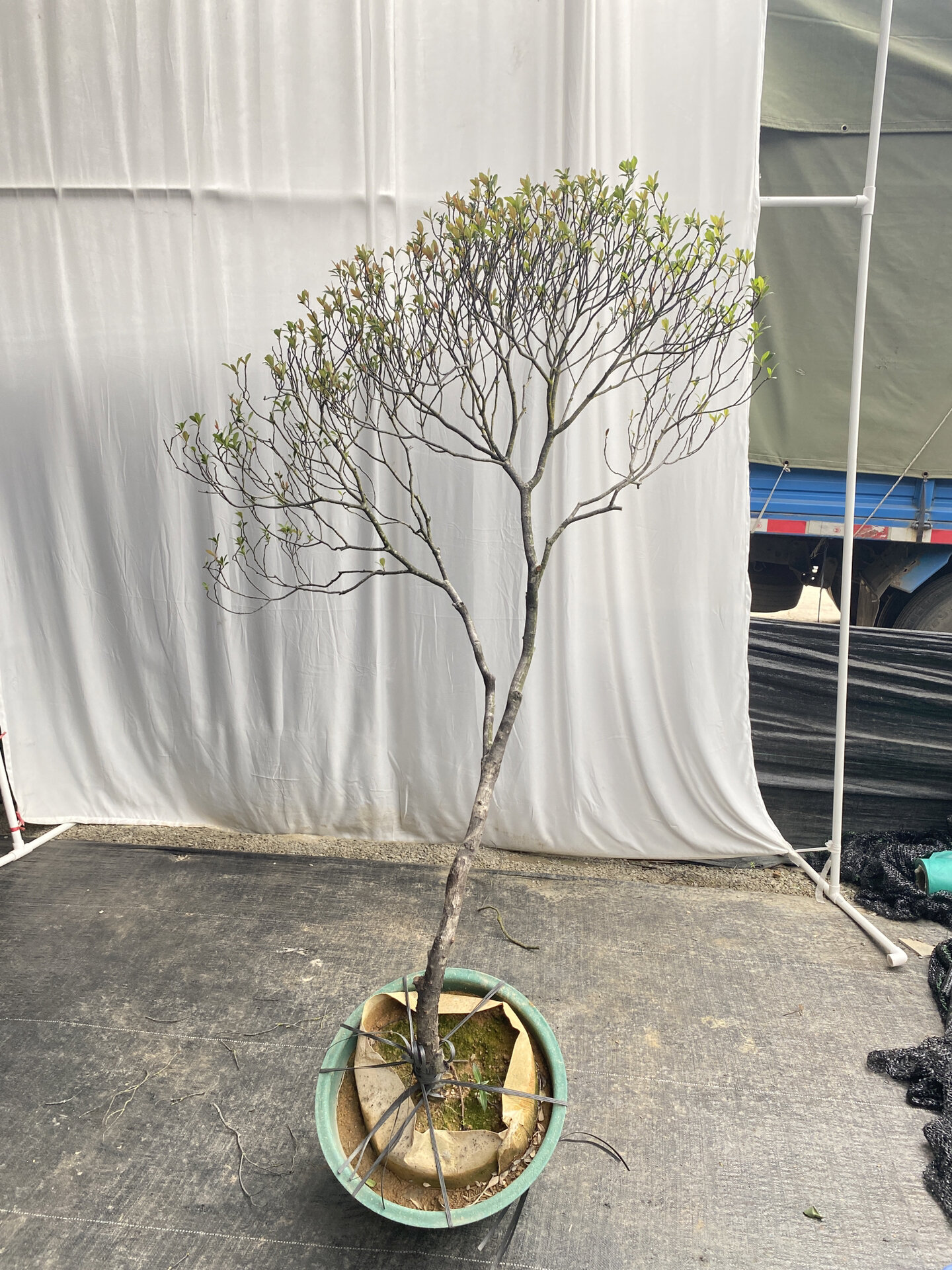 海岛石斑木(春花) 不同角度不同的美,海岛春花