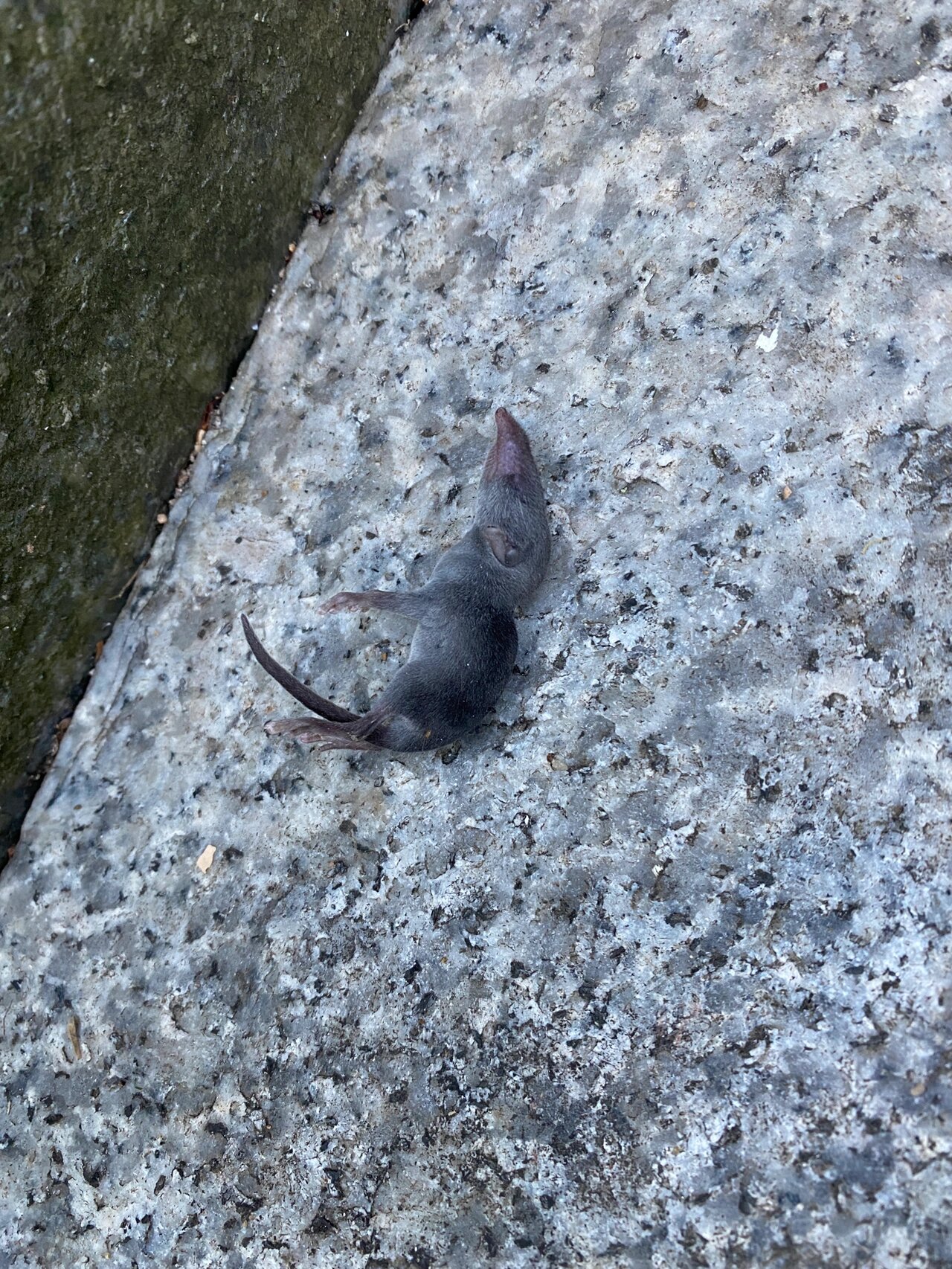 爬黄旗山看到长嘴巴小老鼠