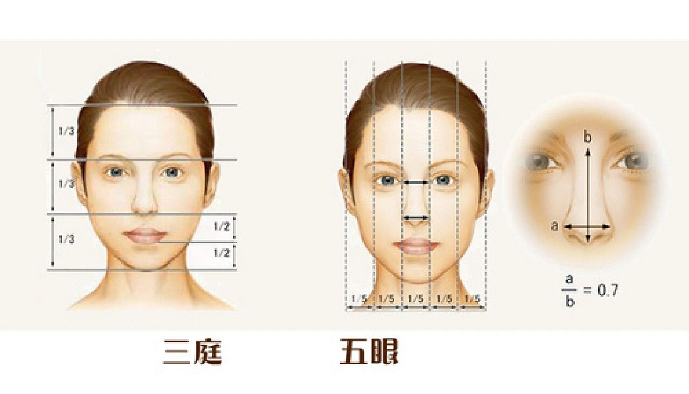 三庭五眼头部图片