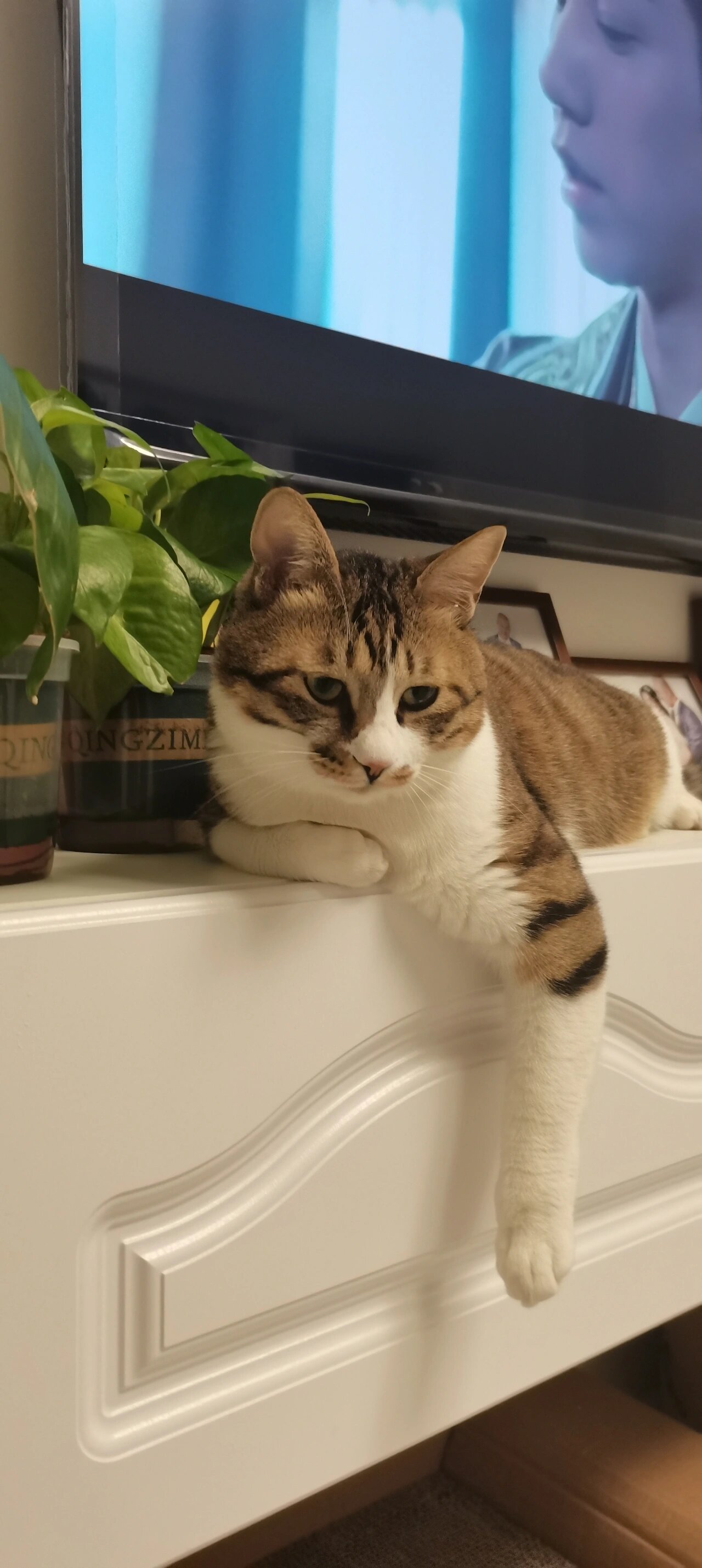 猫咪体外驱虫我首选!