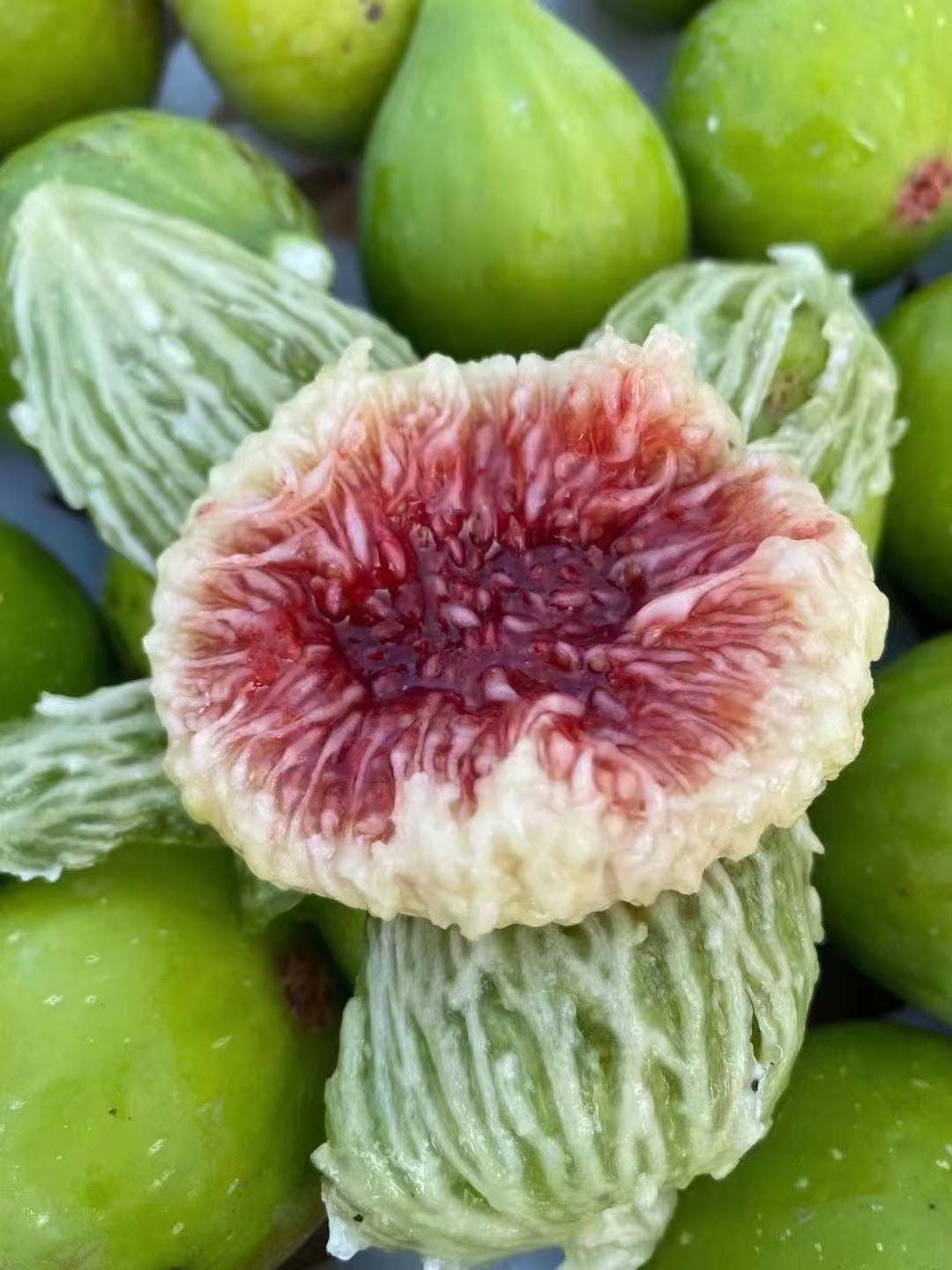 威海无花果推荐 美食 水果 威海无花果 水果自由