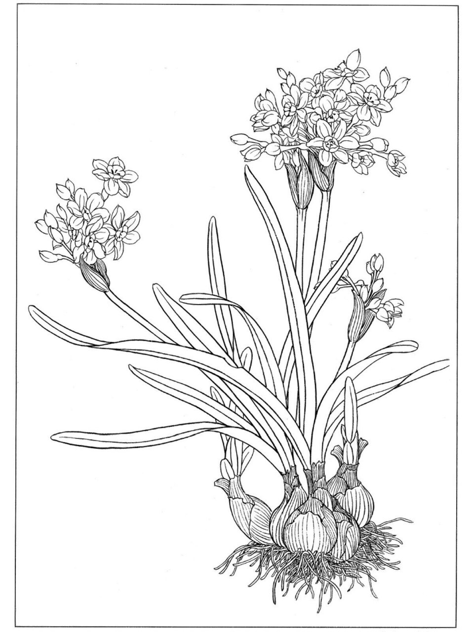 每日艺赏|白描水仙花(一) 中国水仙的原种为唐代从意大利引进,是法国