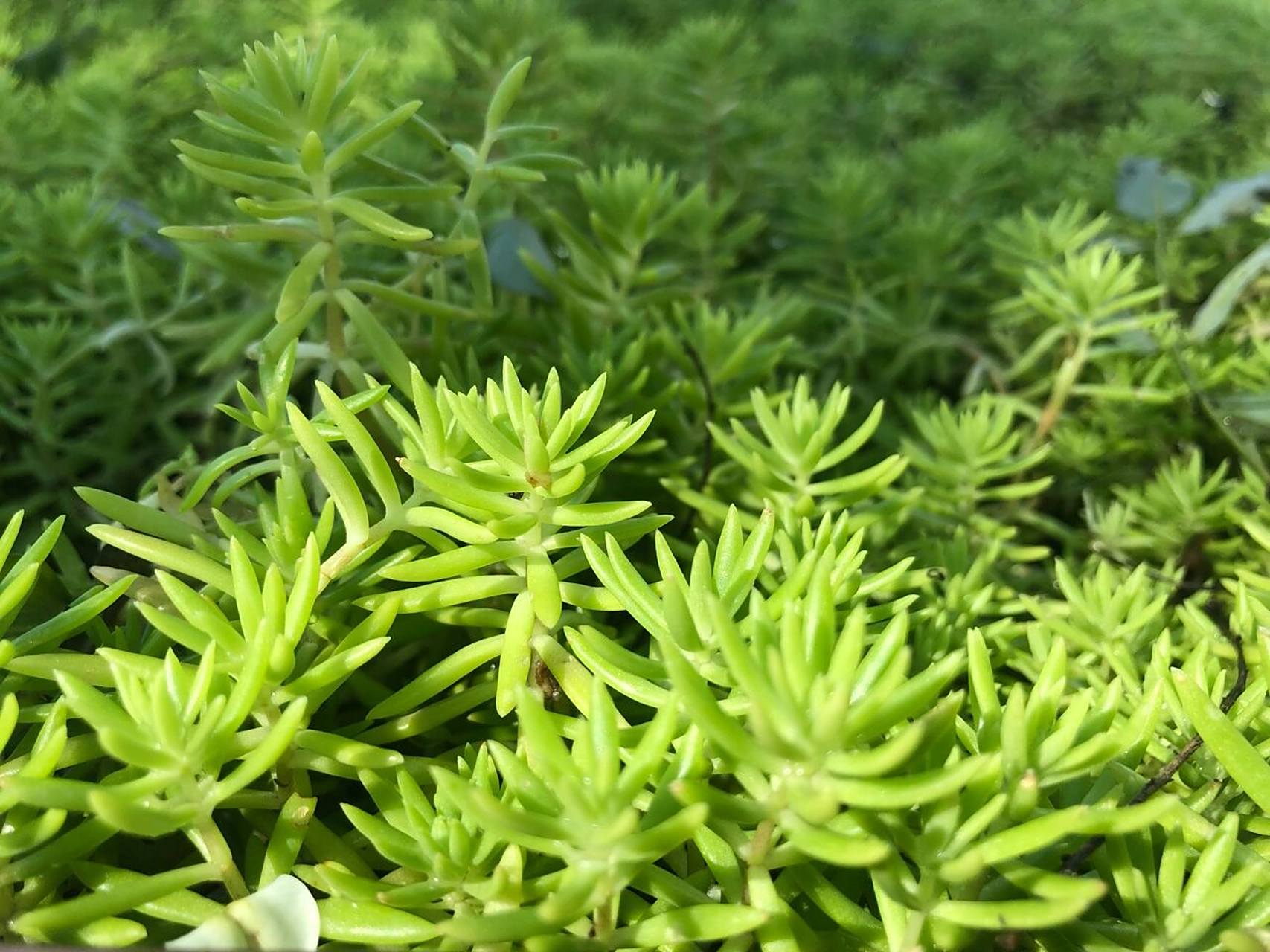 北京常用植物 | 佛甲草 在顺义城区树池里发现今年地被用了很多佛甲草