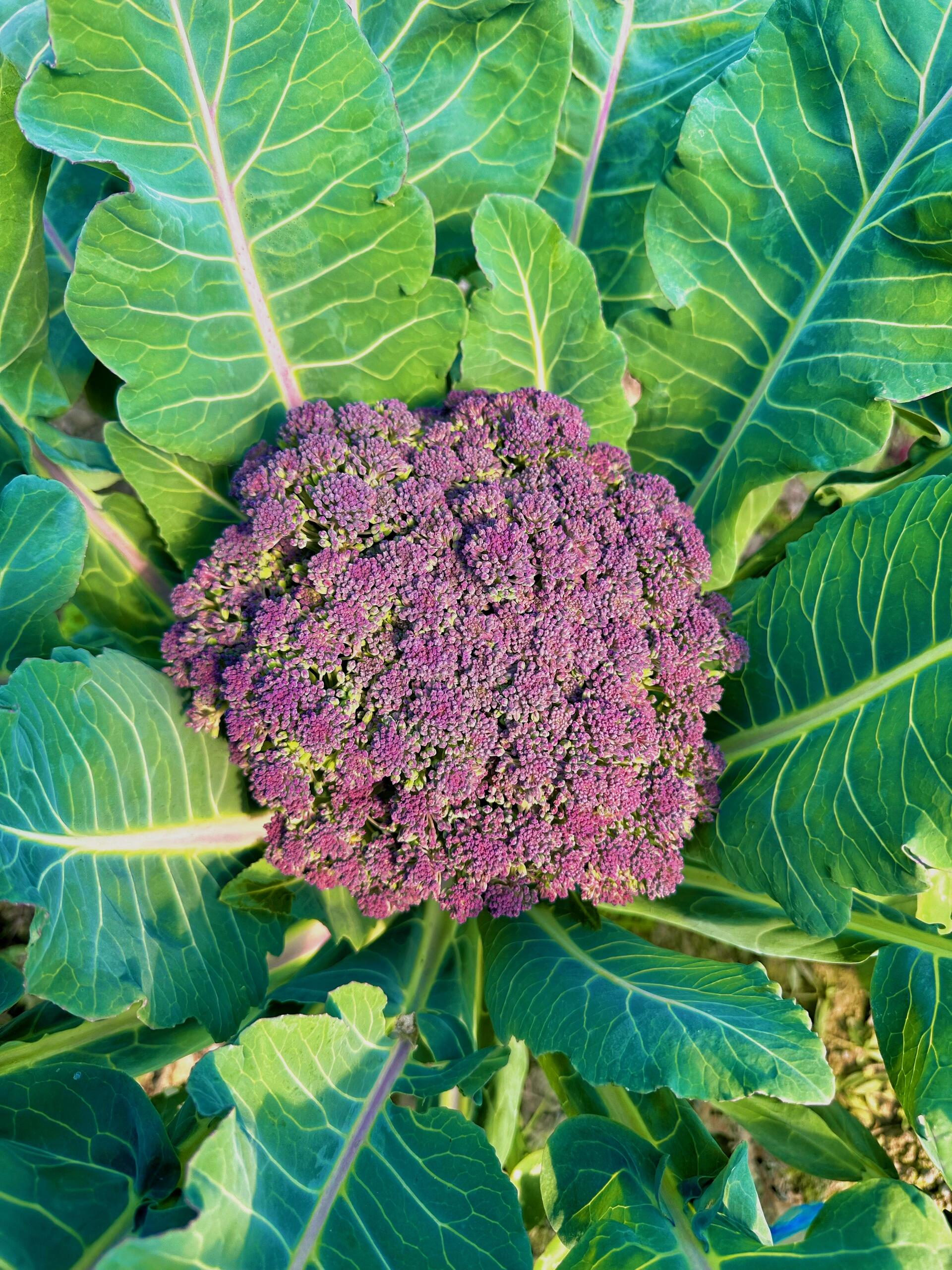 彩色花椰菜合集 被施了魔法的彩色🥦,去年秋播由于高温导致自己育苗