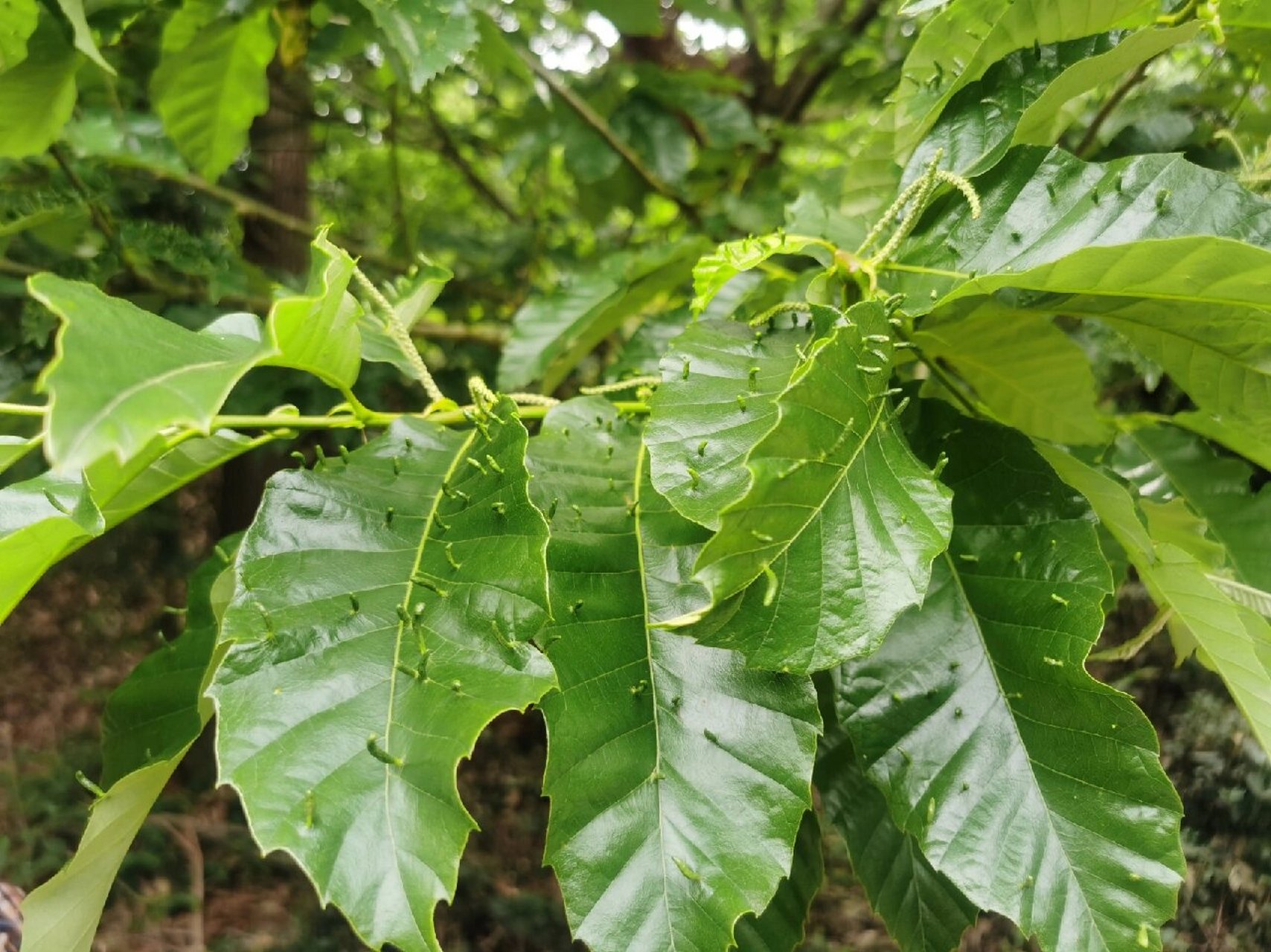 好神奇哦! 这样长刺的叶子第一次见哈哈哈哈哈哈 这颗应该是栗子树
