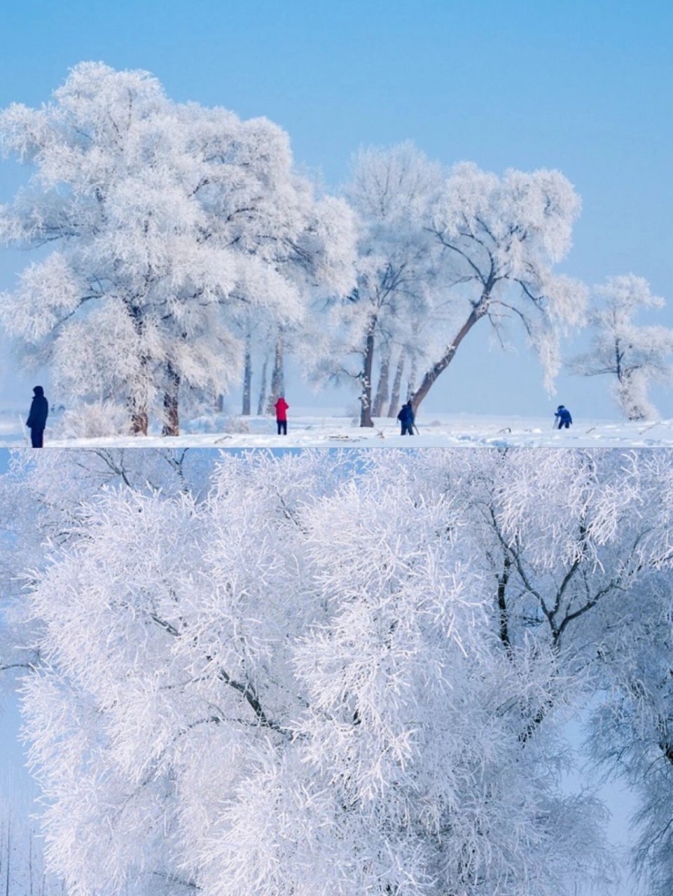 东北雾凇岛|夜看雾 晨看挂 看最美雾凇雪景 76157615雾凇岛上