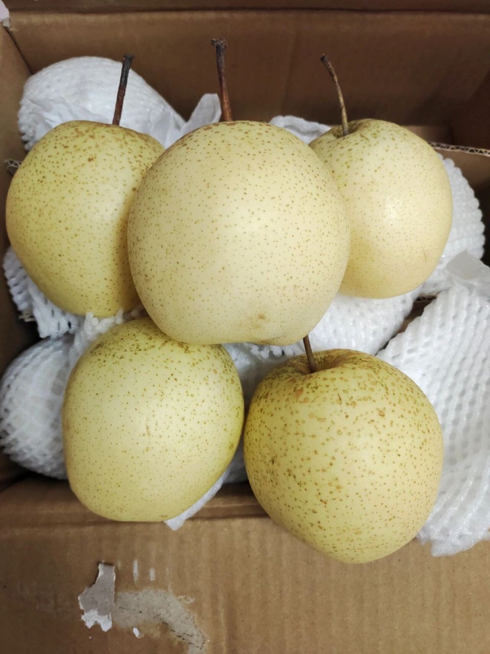 赵县雪花梨润肺神梨  赵县雪花梨全部精品果,沙土地梨,口感好,石家庄