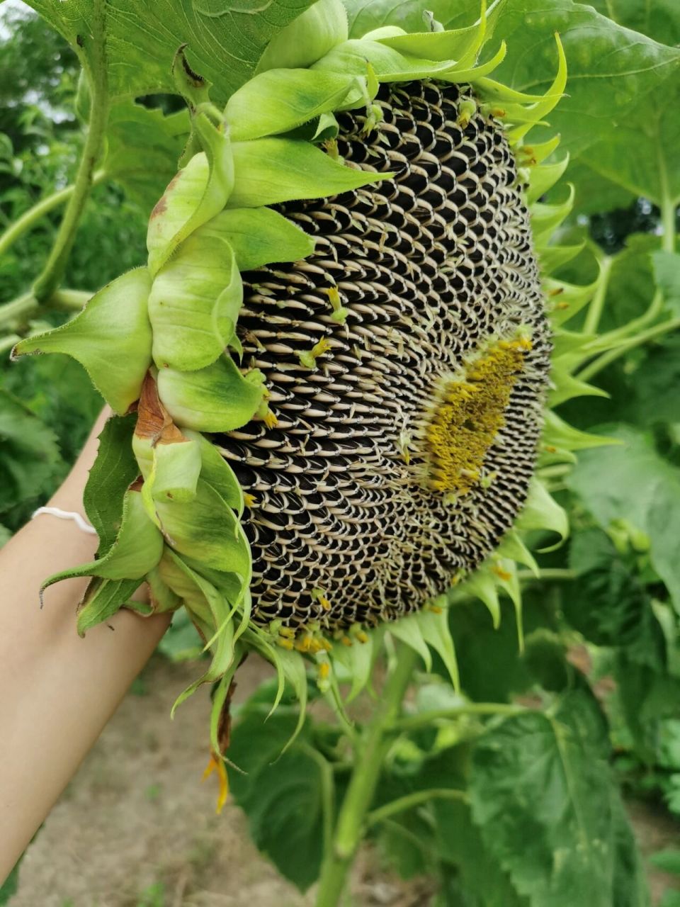 食用向日葵97,可以摘了吗 向日葵不知道现在能不能摘好想摘啊 花盘
