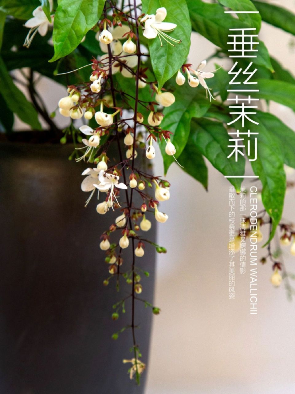 垂絲茉莉 垂茉莉(學名:clerodendrum wallichii merr.