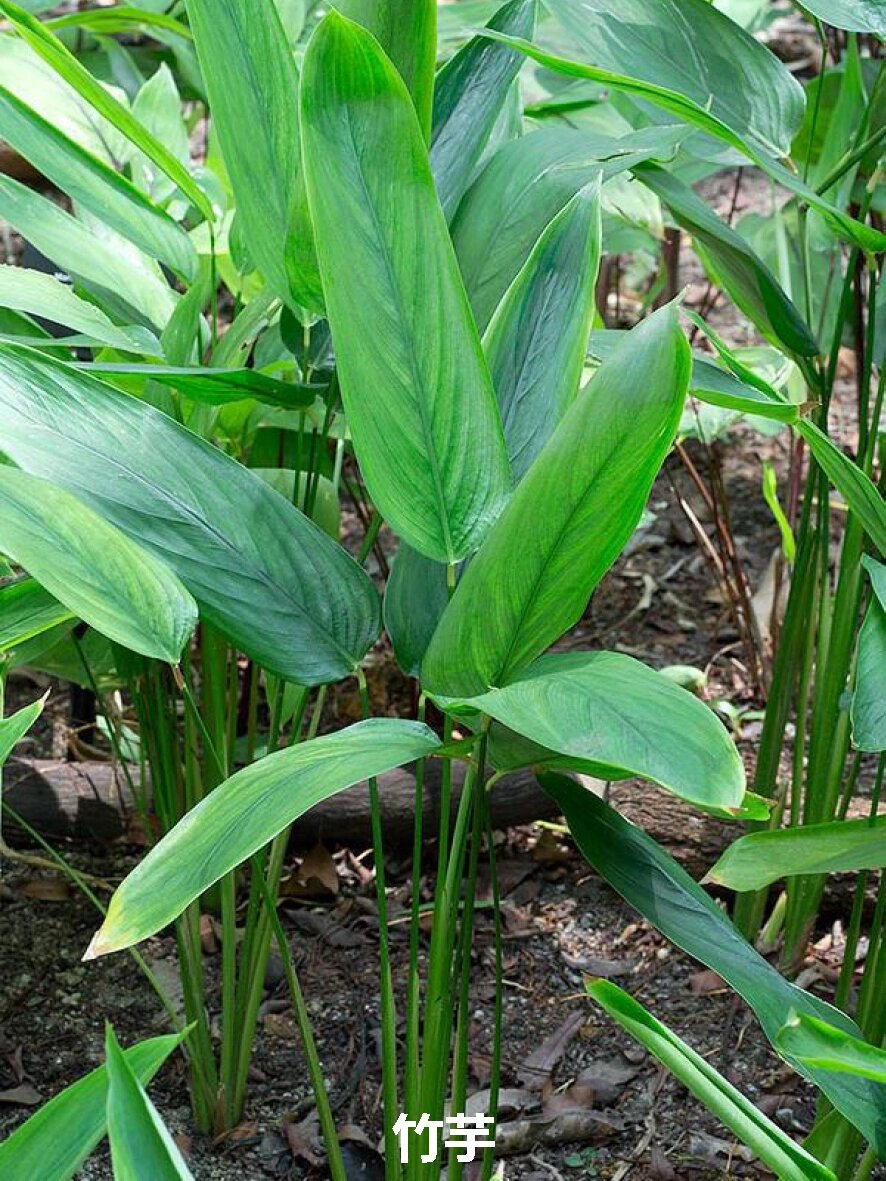 叶薄,卵形或卵状披针形,长10-20cm,宽4-10cm,绿色,顶端渐尖,基部圆形