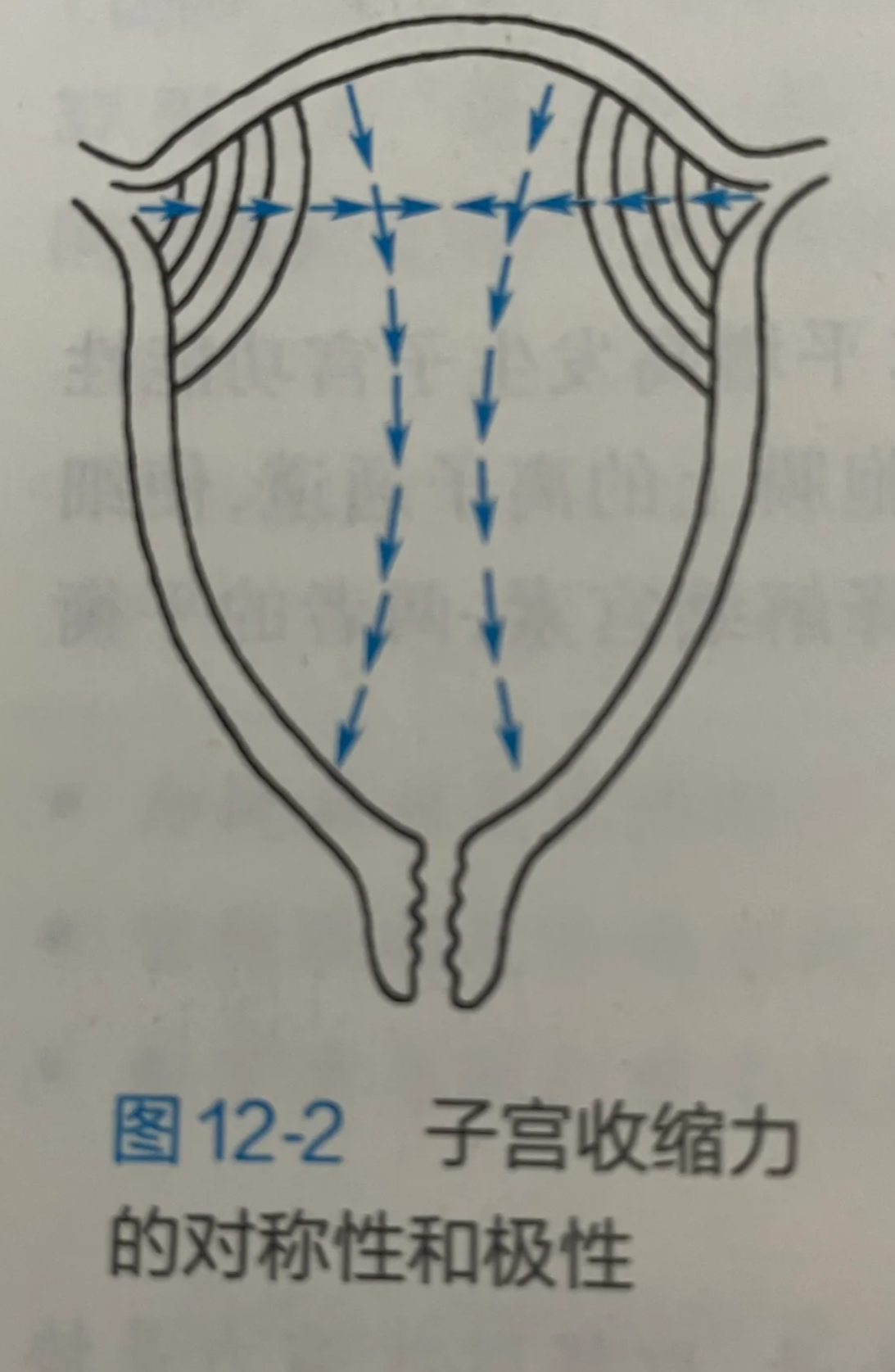 子宫偏大能否恢复正常要看具体原因