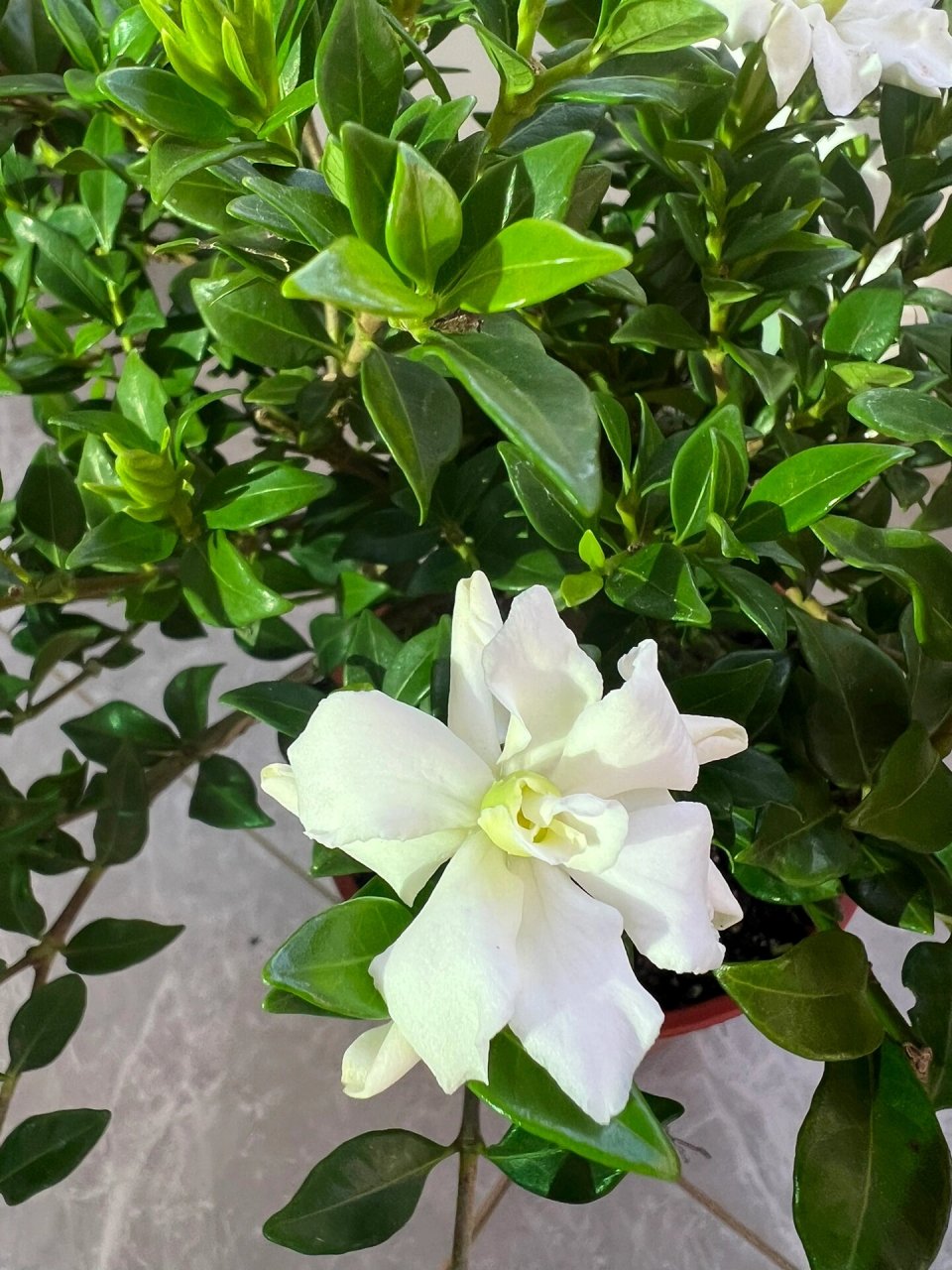 寿星栀子花 寿星栀子花,国内品种,南昆山系列,是目前叶子最小的重瓣