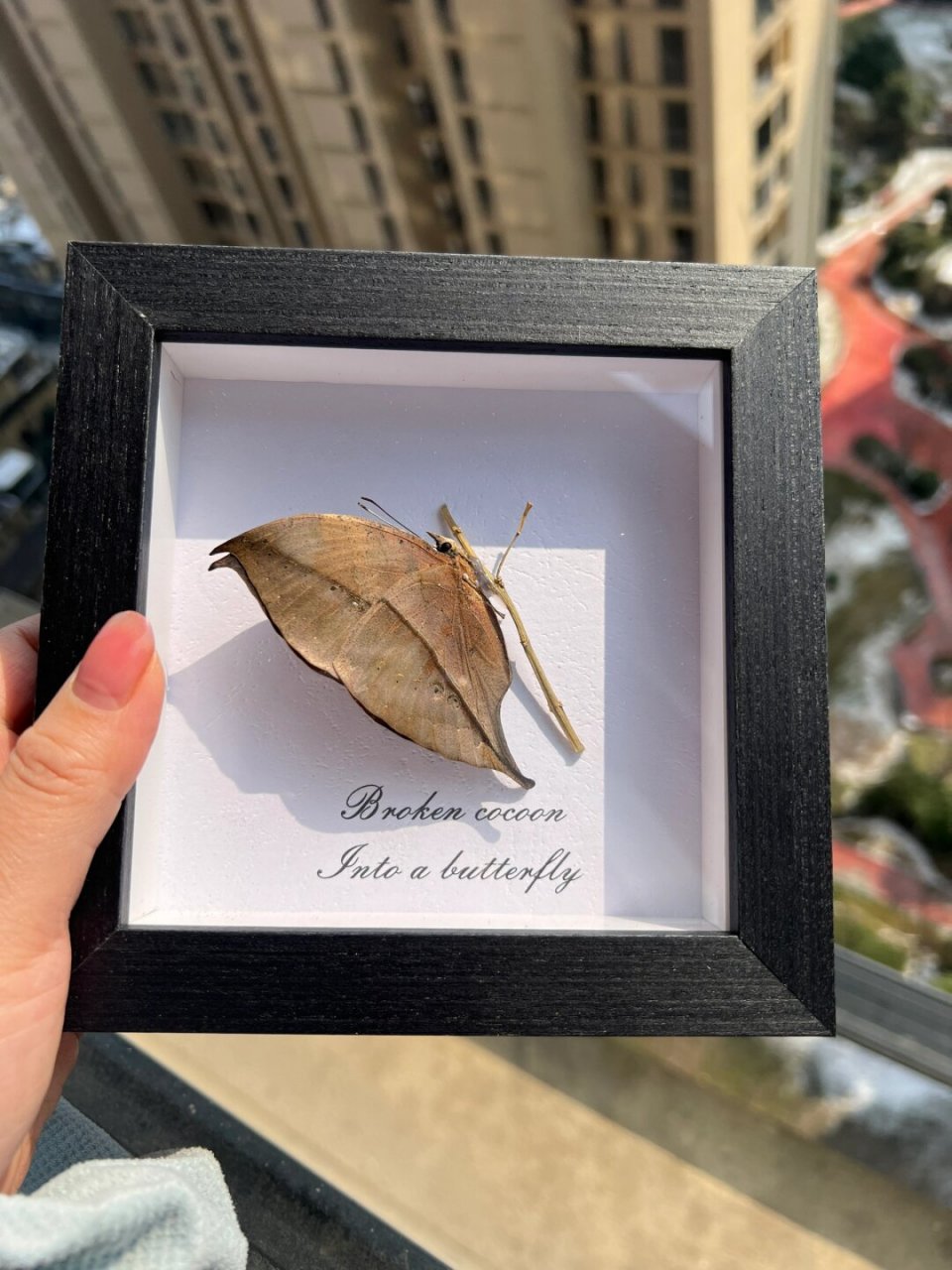 枯叶蝶学名枯叶蛱蝶 ,属鳞翅目蛱蝶科,是世界著名拟态的种类,自然伪装