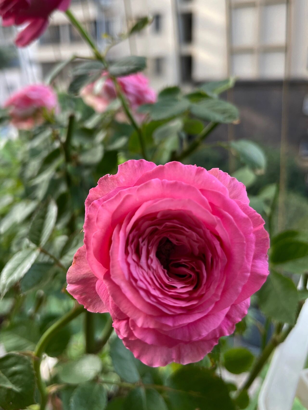 月季巨蟹座77 太美了