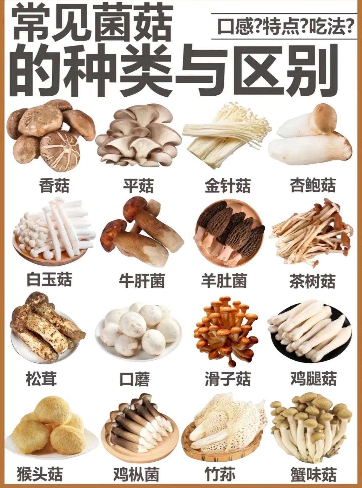 菌类大全名字 常吃图片