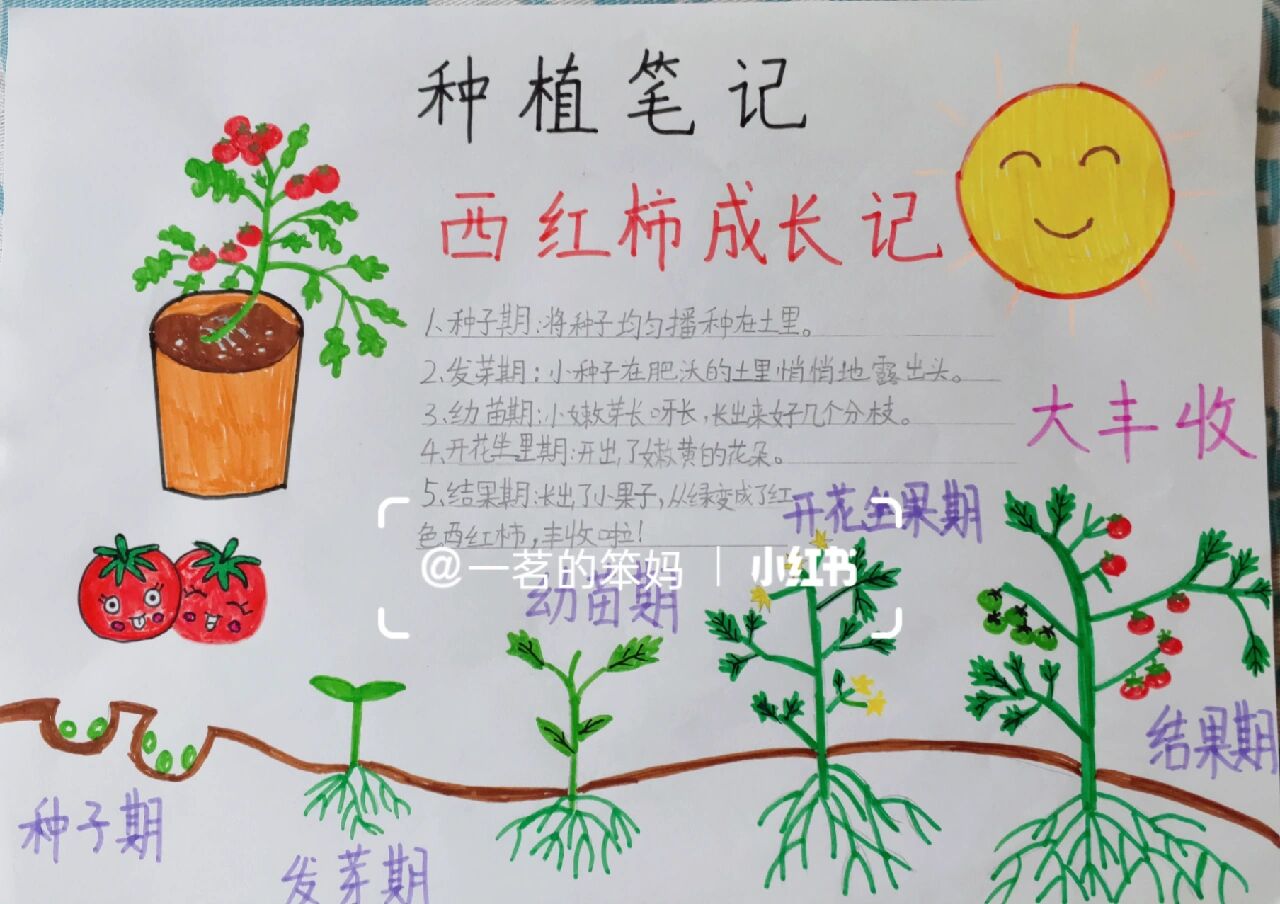 小西红柿种植成长过程记录绘画手抄报观察记