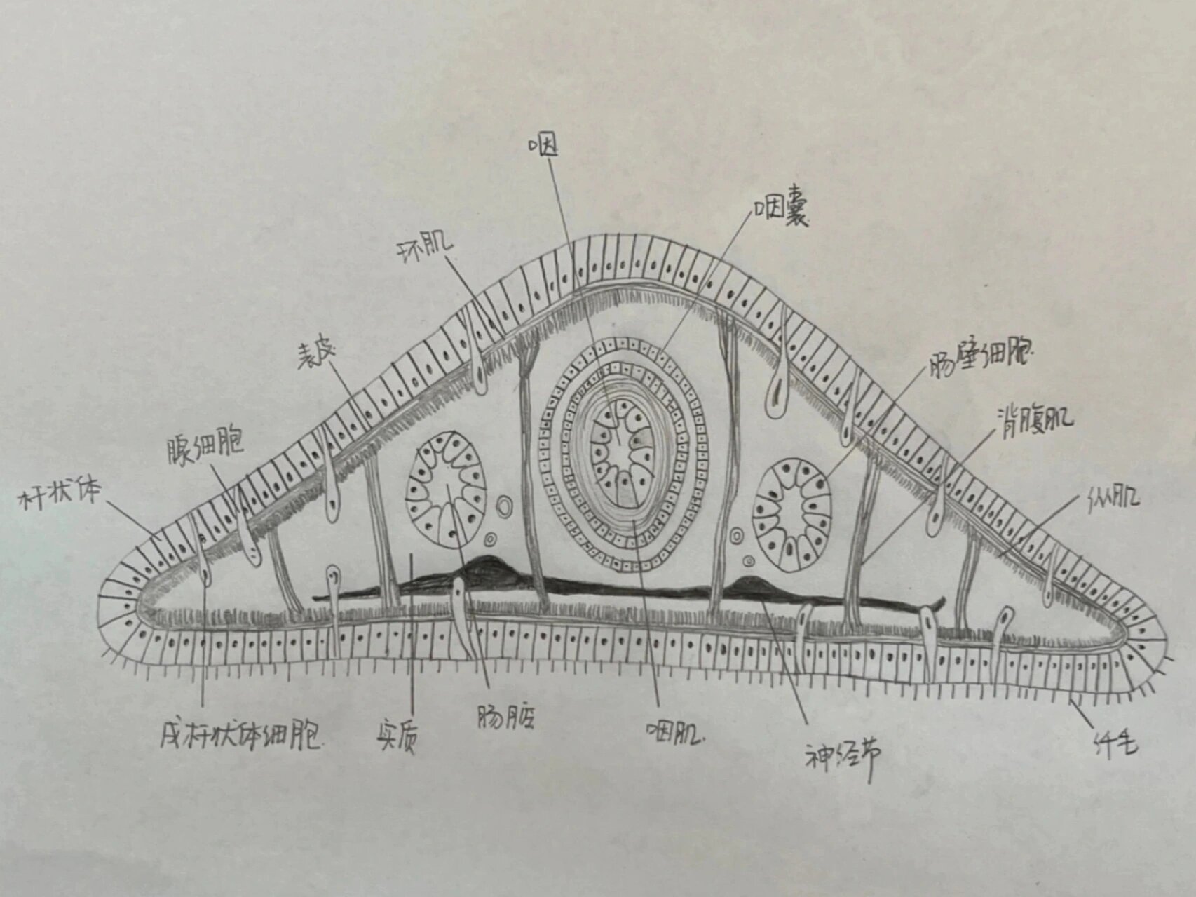 涡虫横切图 手绘图图片