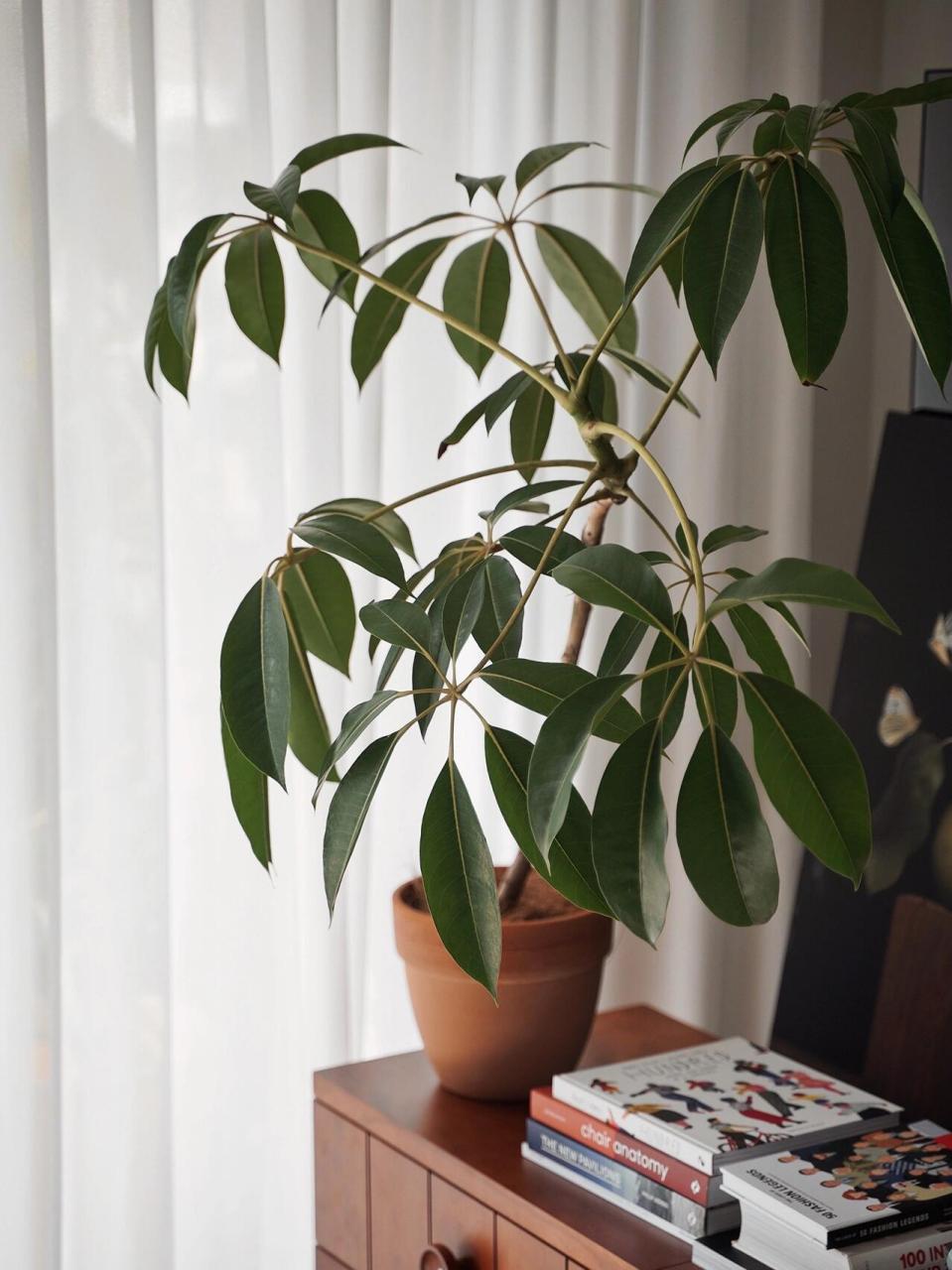 自然无华,永不踩雷的保罗大叶伞家养美植 翠绿厚实的叶片,五瓣一叶