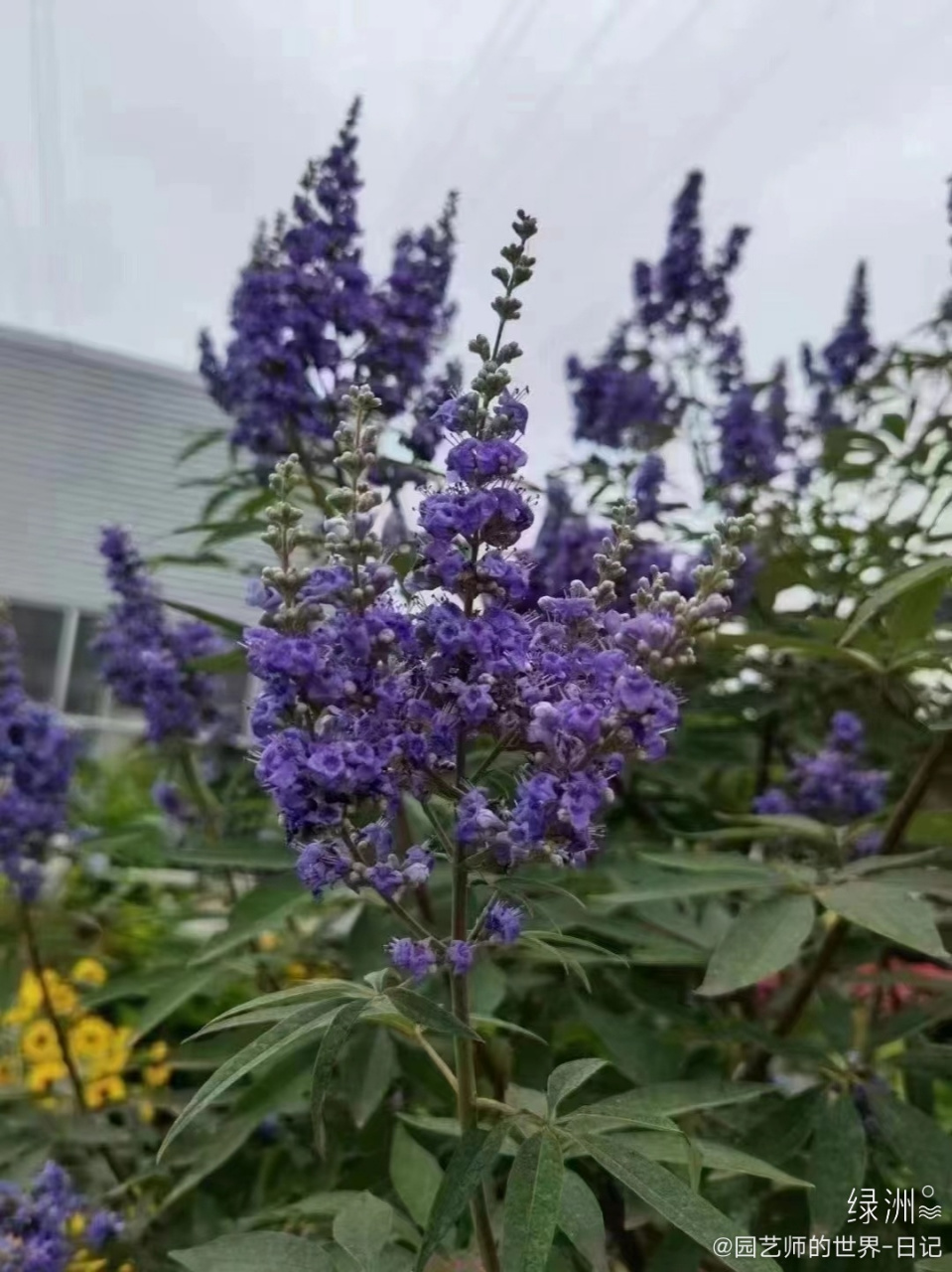 穗花植物介绍图片