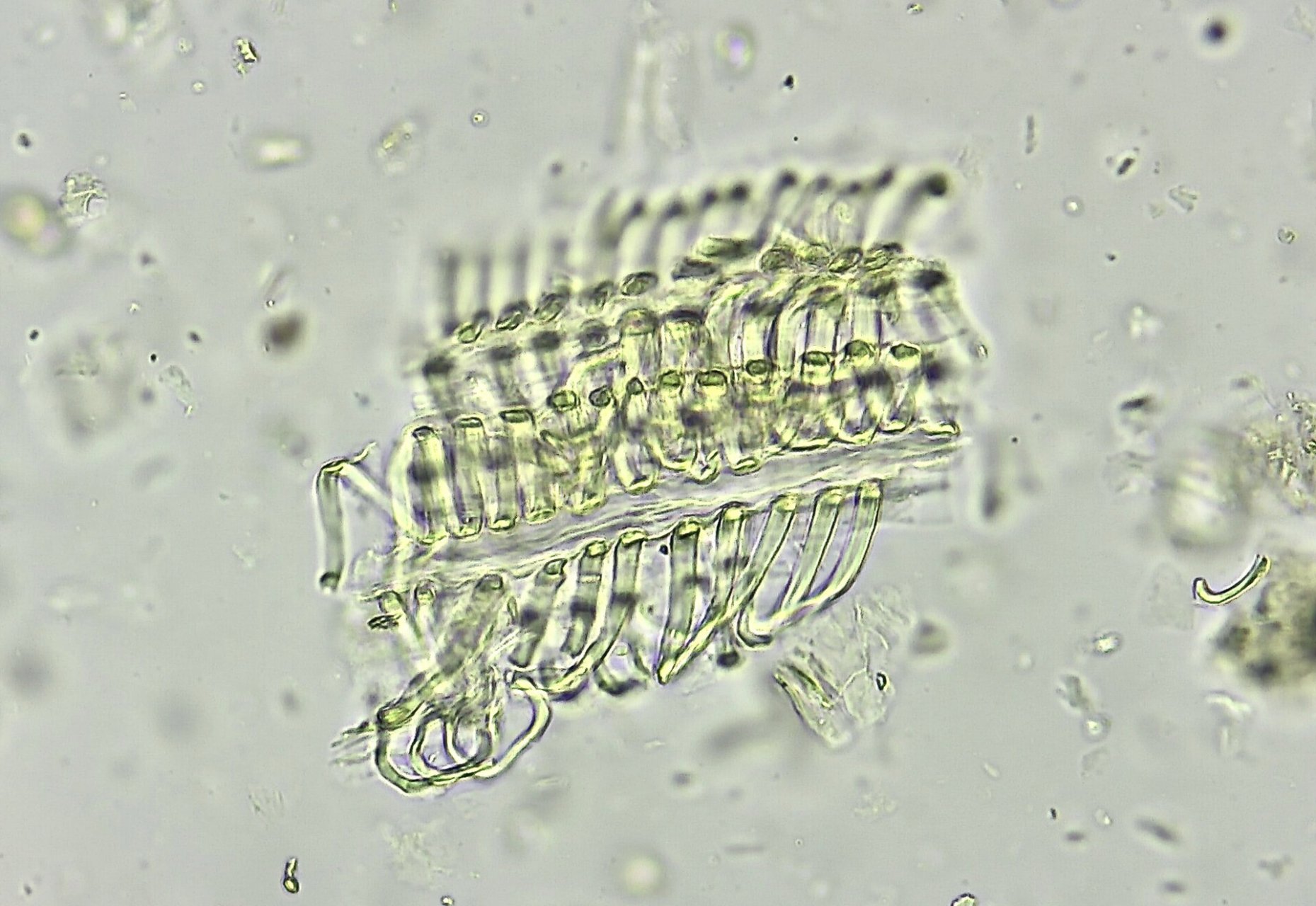 翻一翻以前的做的粉末显微鉴定-大青叶 大青叶来源于十字花科植物菘蓝