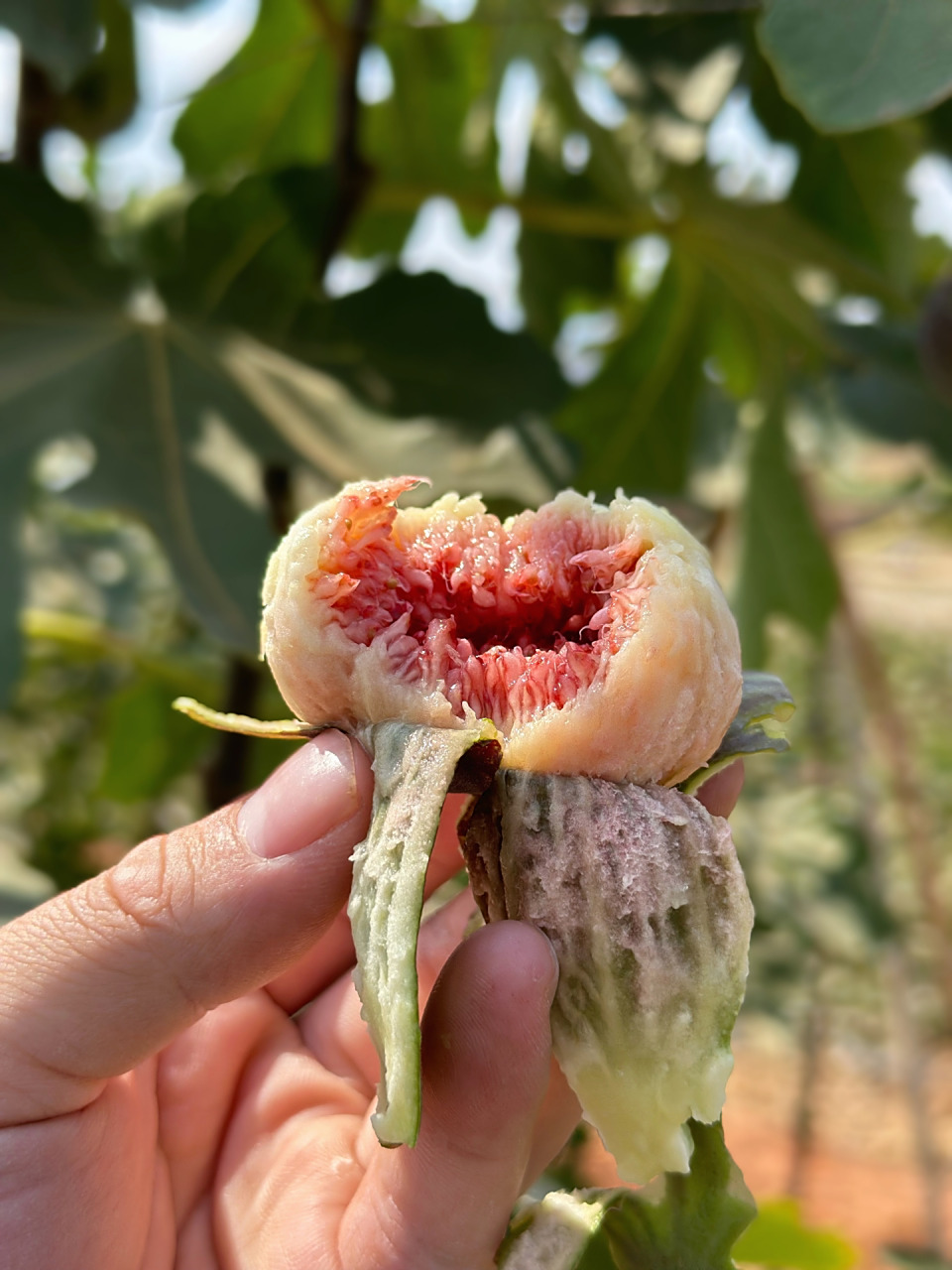 云南冬季无花果,4月底结束,软糯香甜的味道 挑选树上熟的果子发出