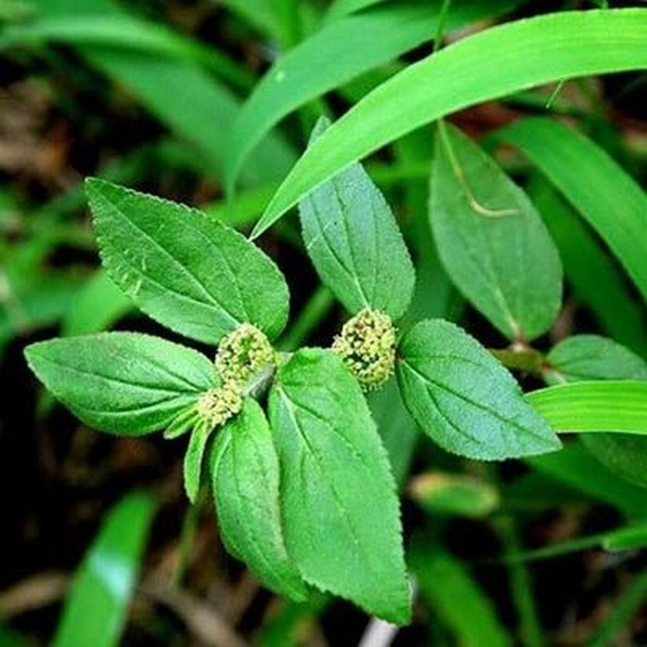 解毒疗疮,善治皮肤疾病的飞扬草 飞扬草,中药名.