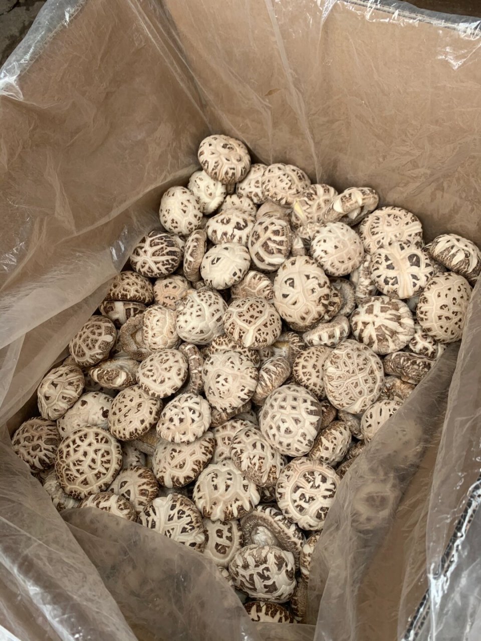 纯手挑的天白冬花菇,农家头茬,每年数量有限!