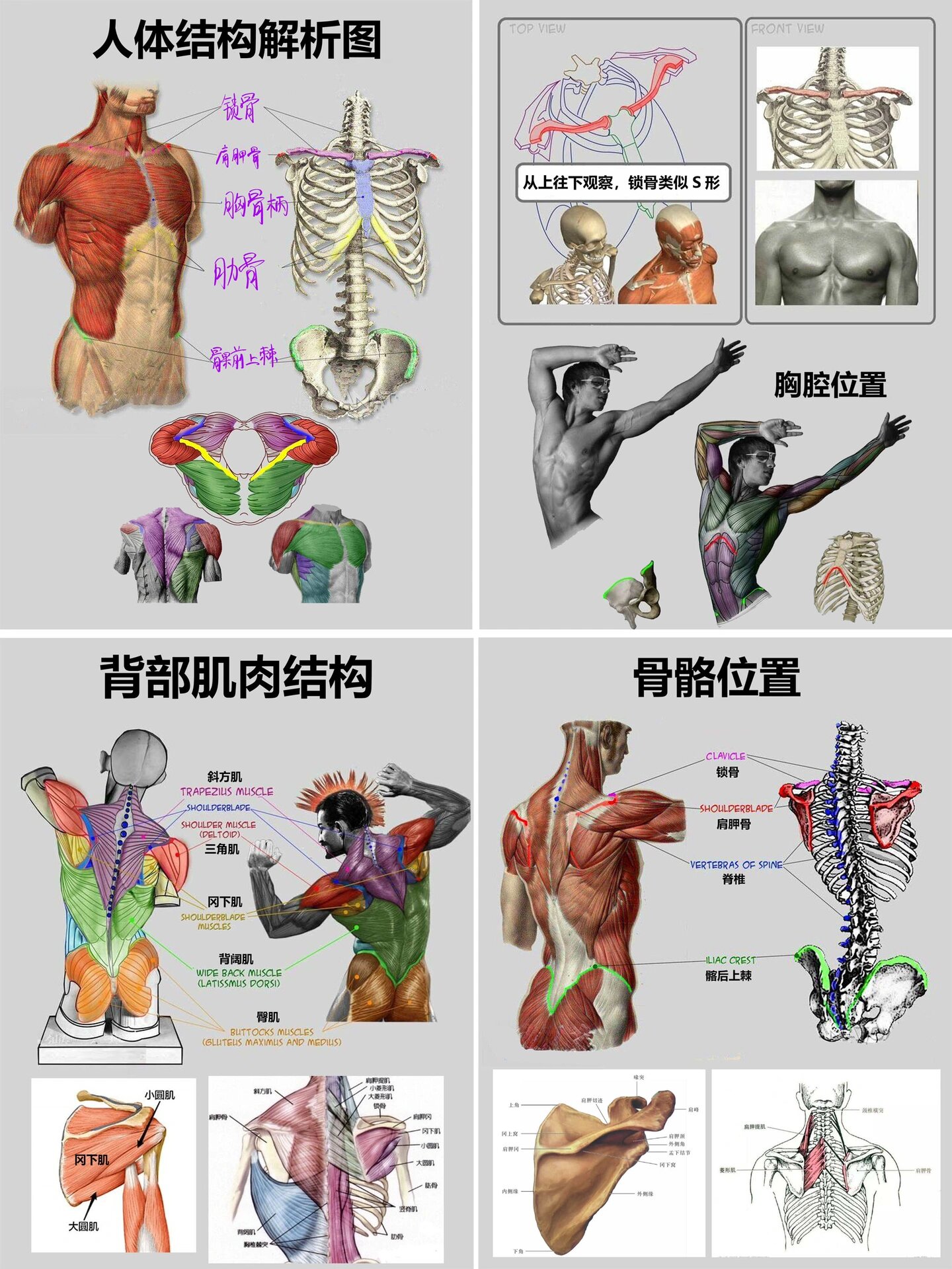 人体骨骼肌肉结构解析