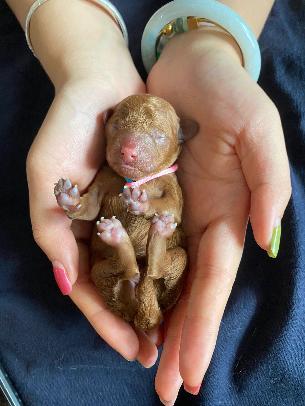 泰迪|宝宝出生的第1天  接生日 927.