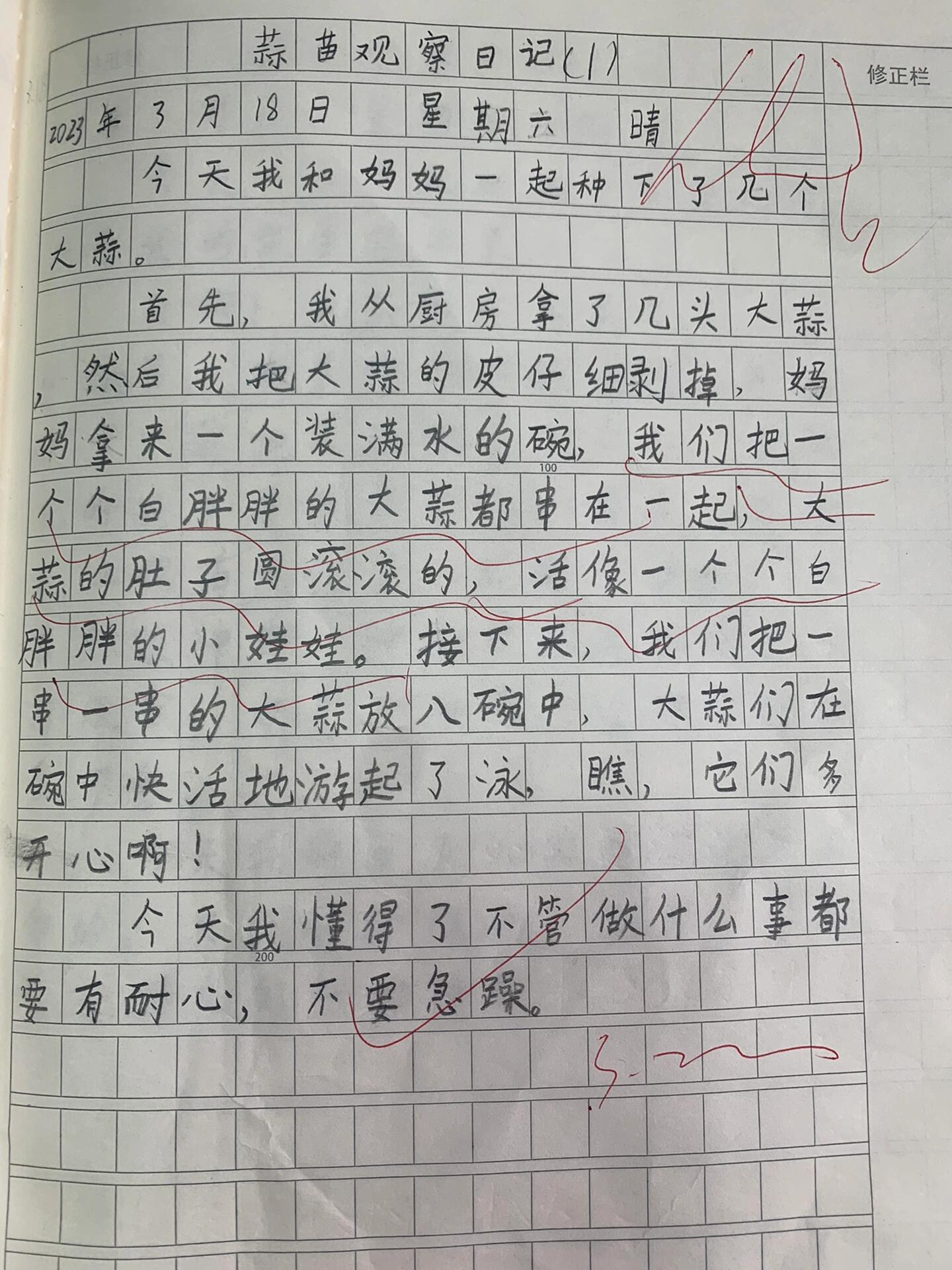 蒜苗观察日记400字左右(蒜苗观察日记400字左右怎么写)