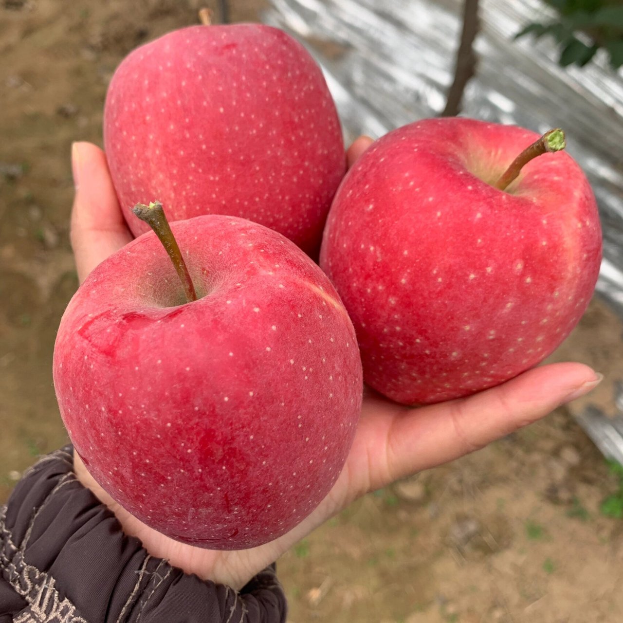 的瑞香红苹果96 纯甜无酸口!喜欢吃96的不要错过 产量极小!