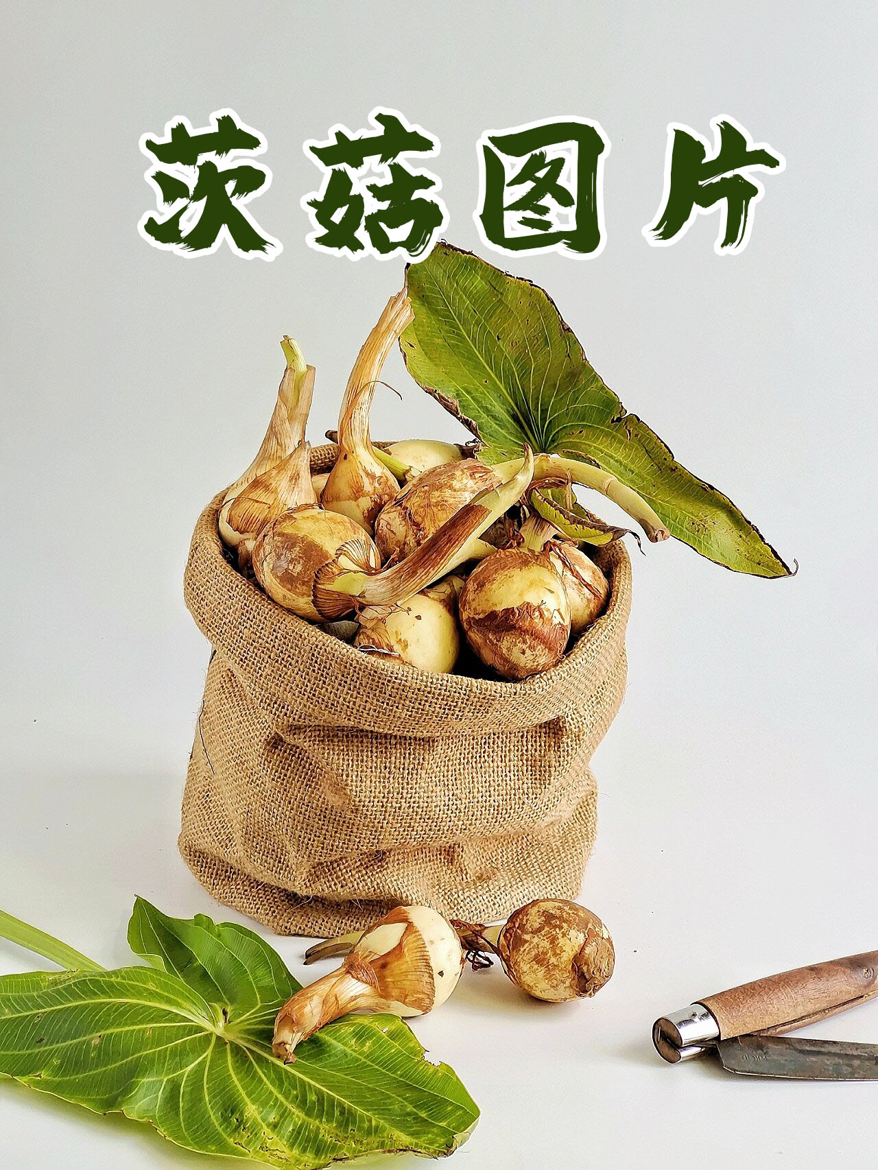 黑茨菇图片图片