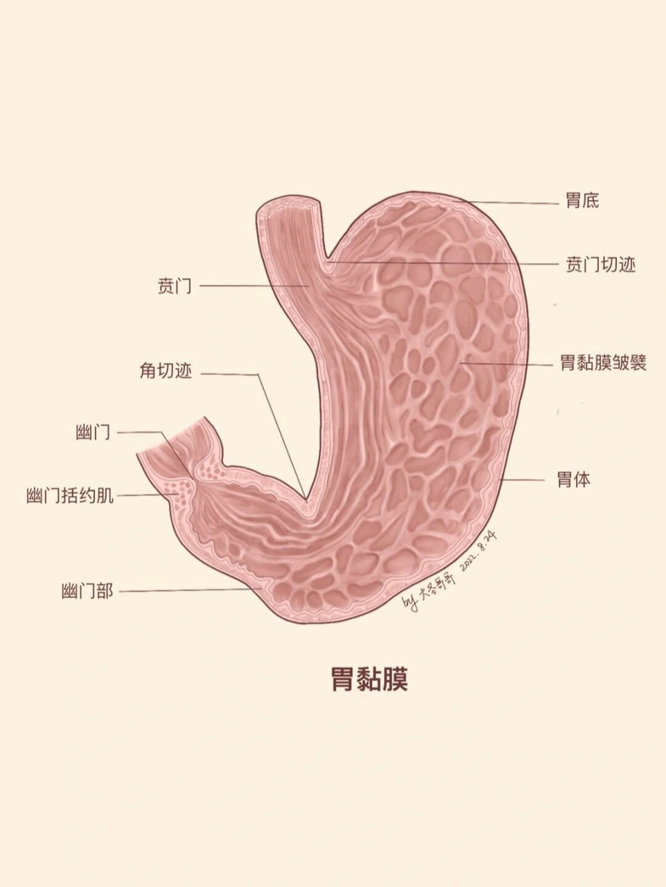 胃粘膜层分层解剖图图片