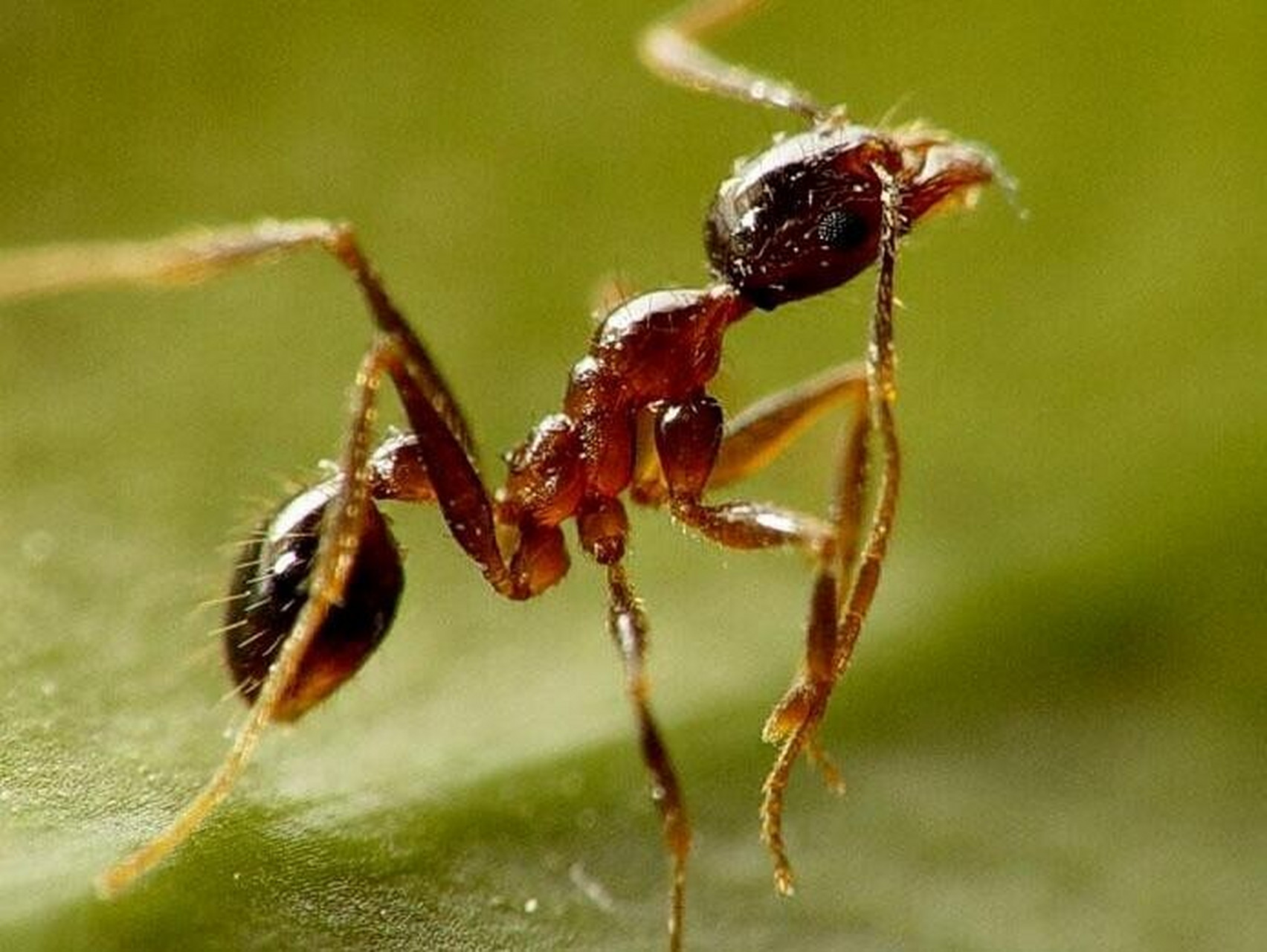 车上消灭蚂蚁最高效最彻底的方法 彻底消灭车内蚂蚁的方法: 1,移走车