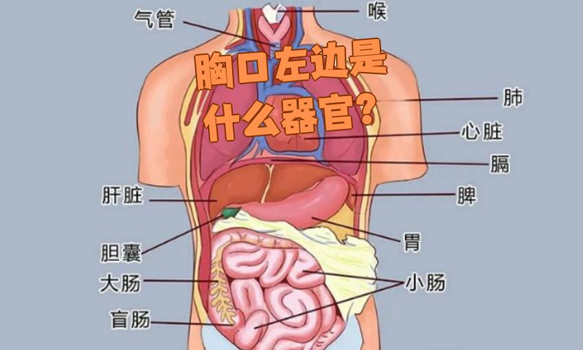 胸口左边主要有几个重要器官:左肺,左支气管,心脏,食管和胃