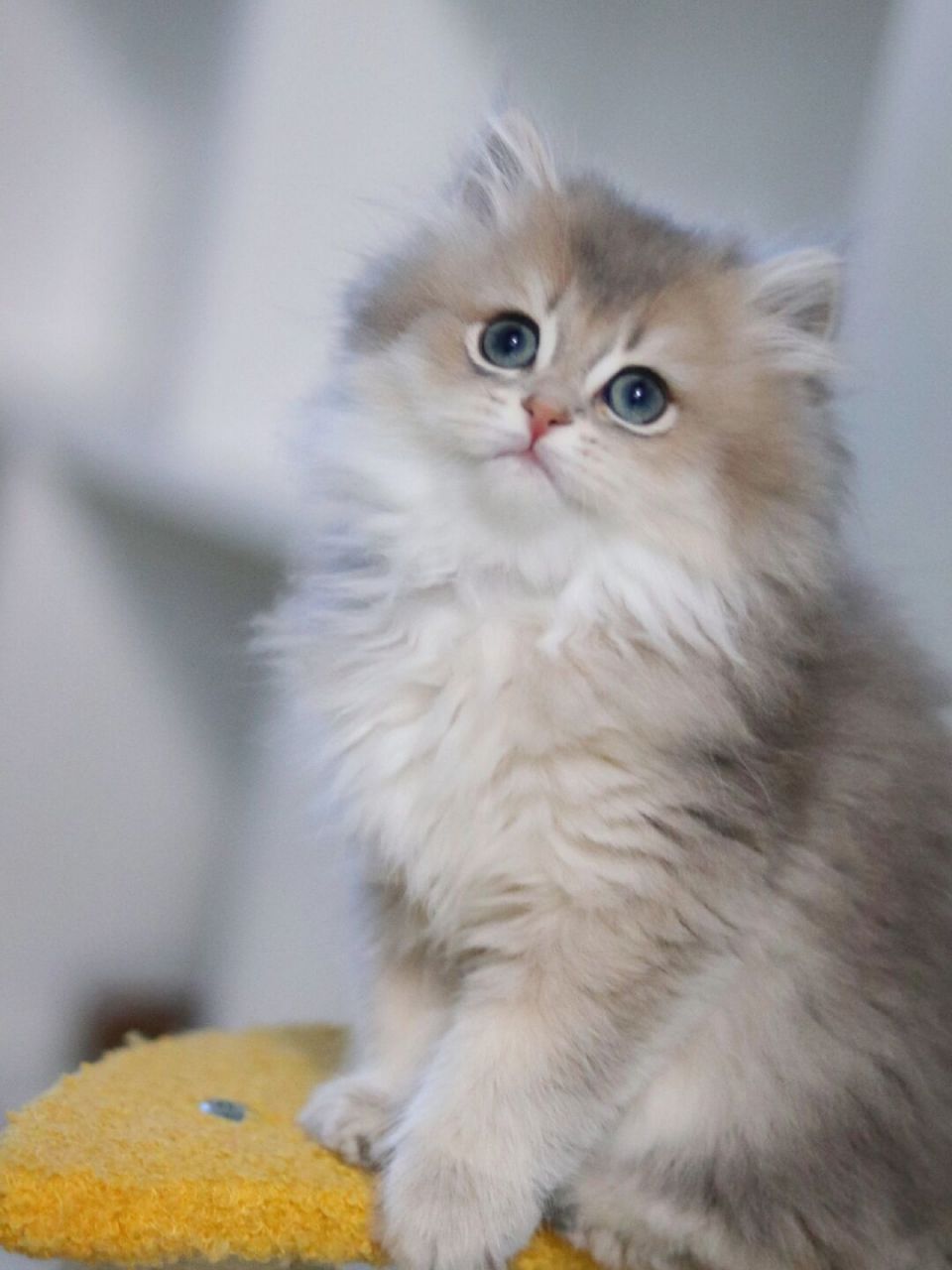 这样的弟弟会不会引起你的注意 #猫咪找新家 #蓝金渐层 #长毛蓝金渐层