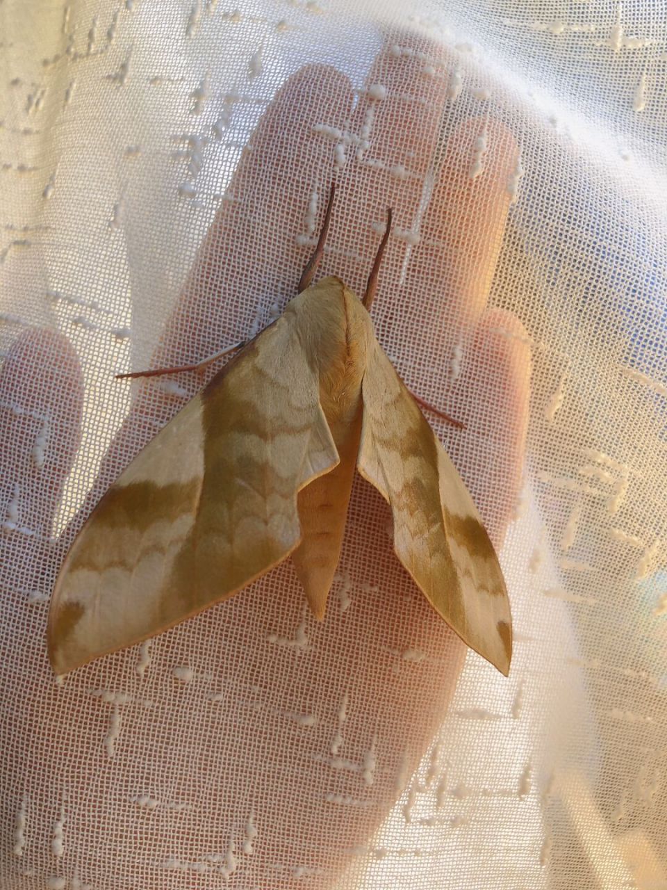 #豆天蛾# 第二位客人 最近昆虫都不怕人的嘛……