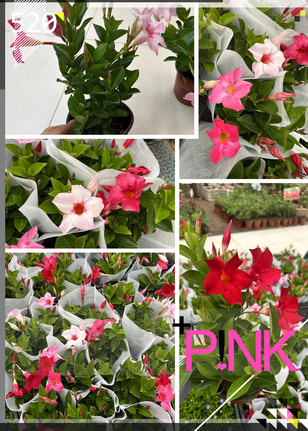 闭眼入的飘香藤,全带花带花苞,热带风情满满!