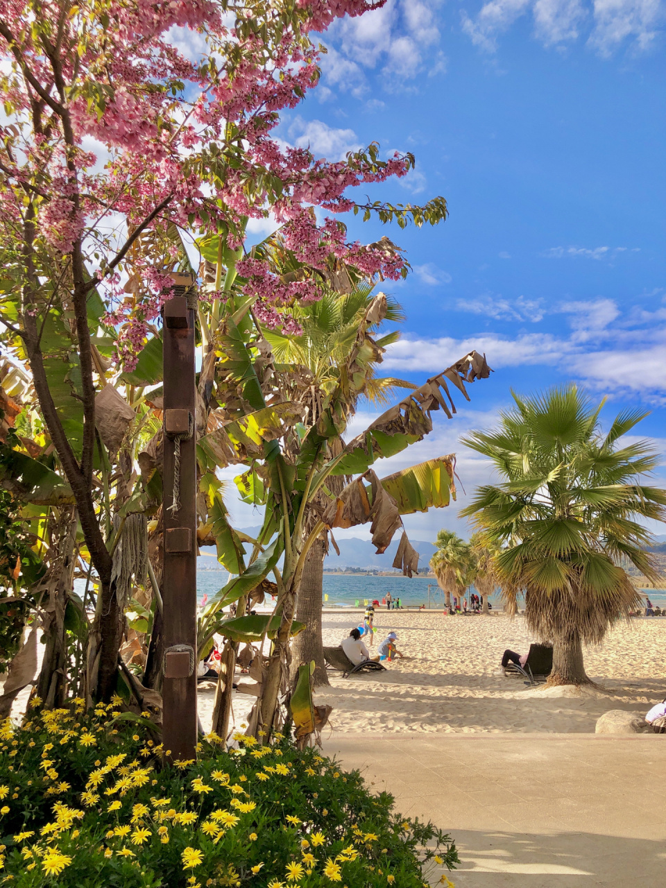 玉溪樱花谷94没有樱花!但却美的像三亚!