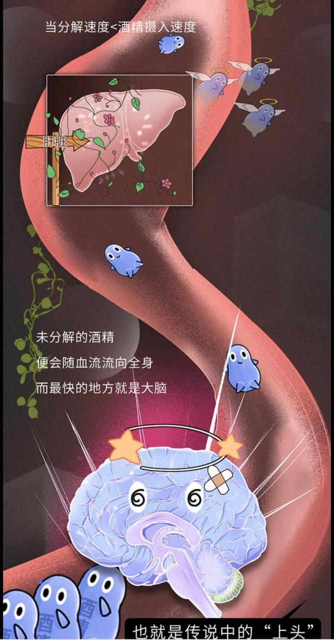 酒精代谢过程图片