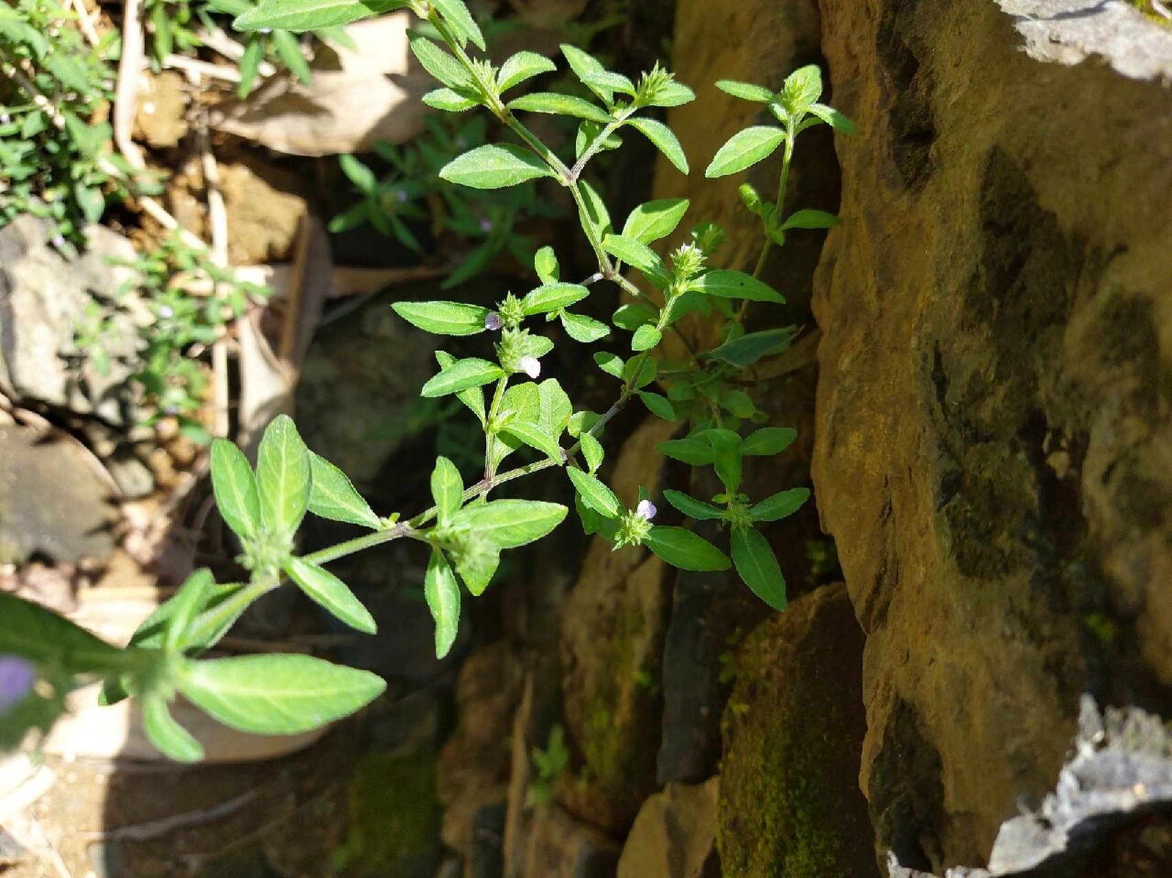 广西本土特色中草药(5)六角英 本土原生中草药材六角英,又名假夏枯草