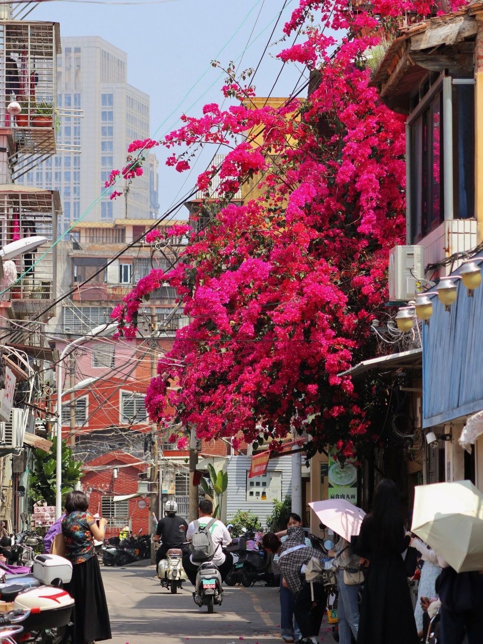 99泉州·桂坛巷的三角梅瀑布96 / 74路过南俊路,转头看了一眼桂