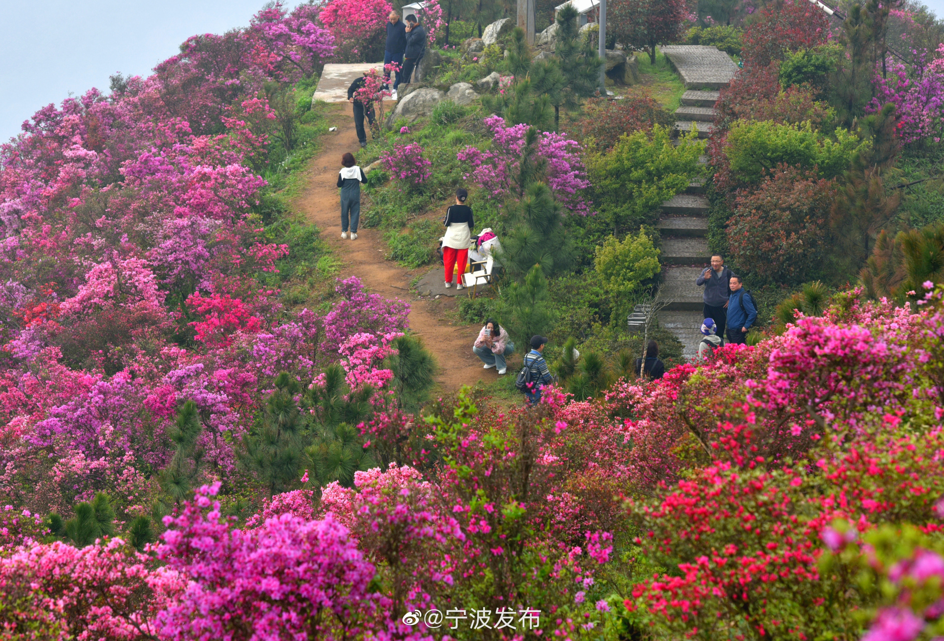 【漫山遍野红彤彤金峨杜鹃花正当时】#美丽宁波# 奉化金峨山杜鹃谷的