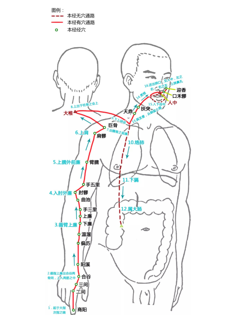 大肠经络图位置清晰图图片