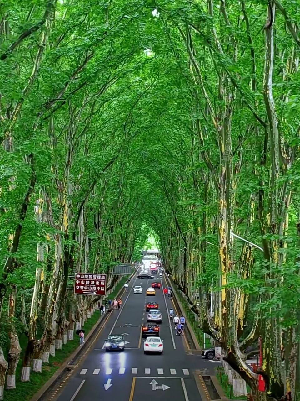 想要一个全是梧桐大道的评论区 图片来源:大美钟山,钟山风景区 #许愿