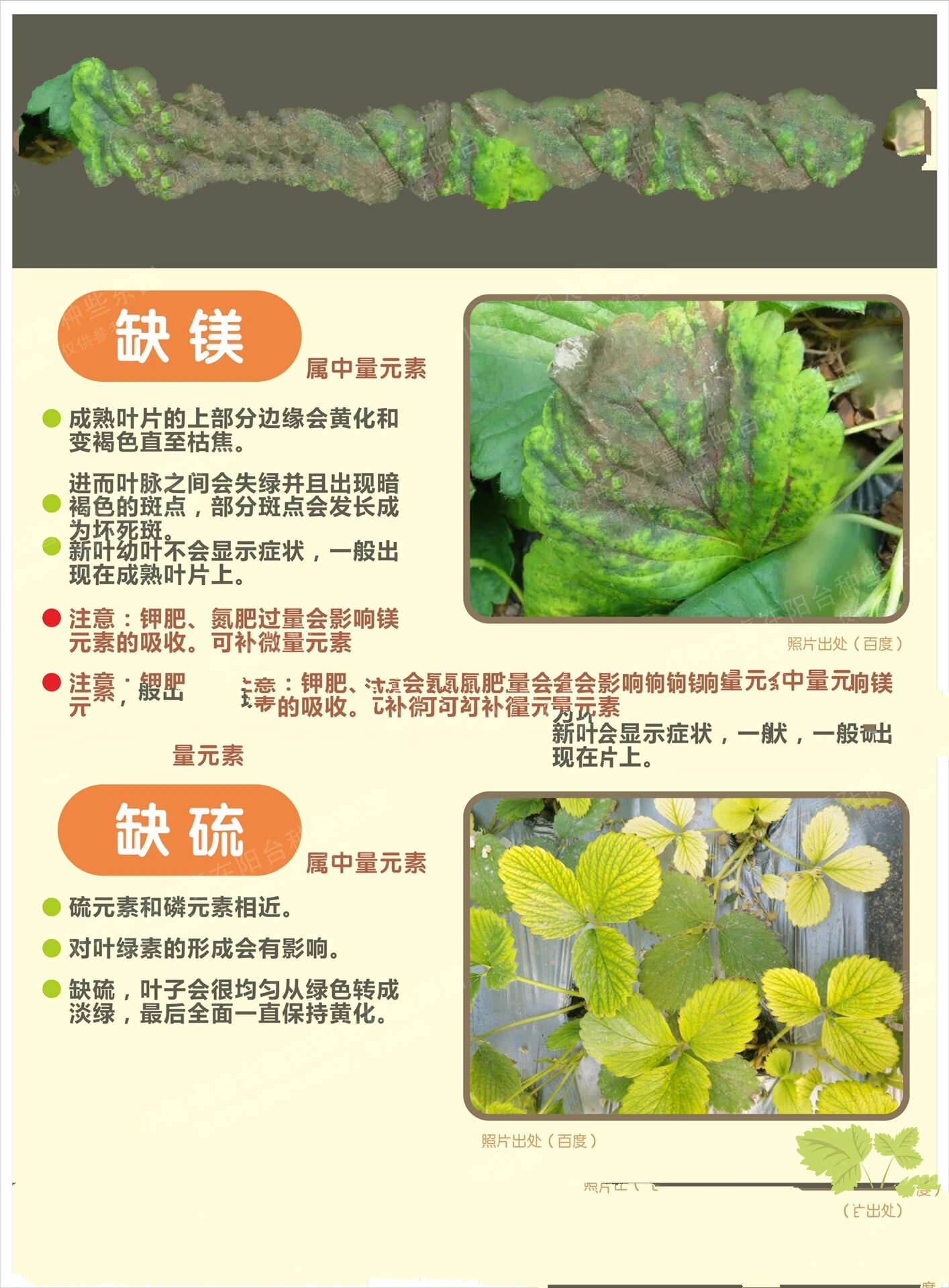 草莓种植,植物叶子常见缺元素问题,详细干货 今天的是科普文哟,植物