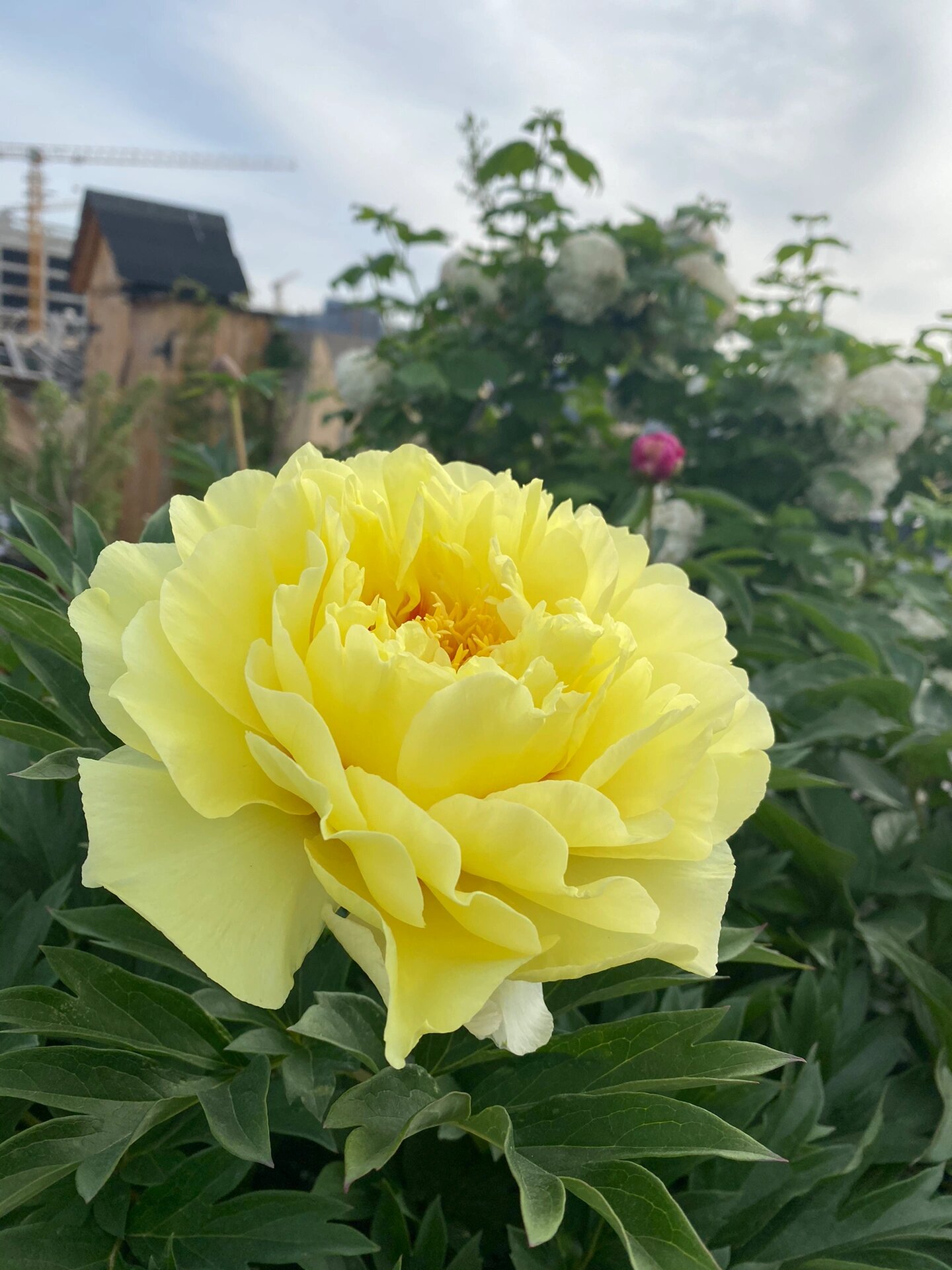 芍药牡丹杂交品种 芭茨拉