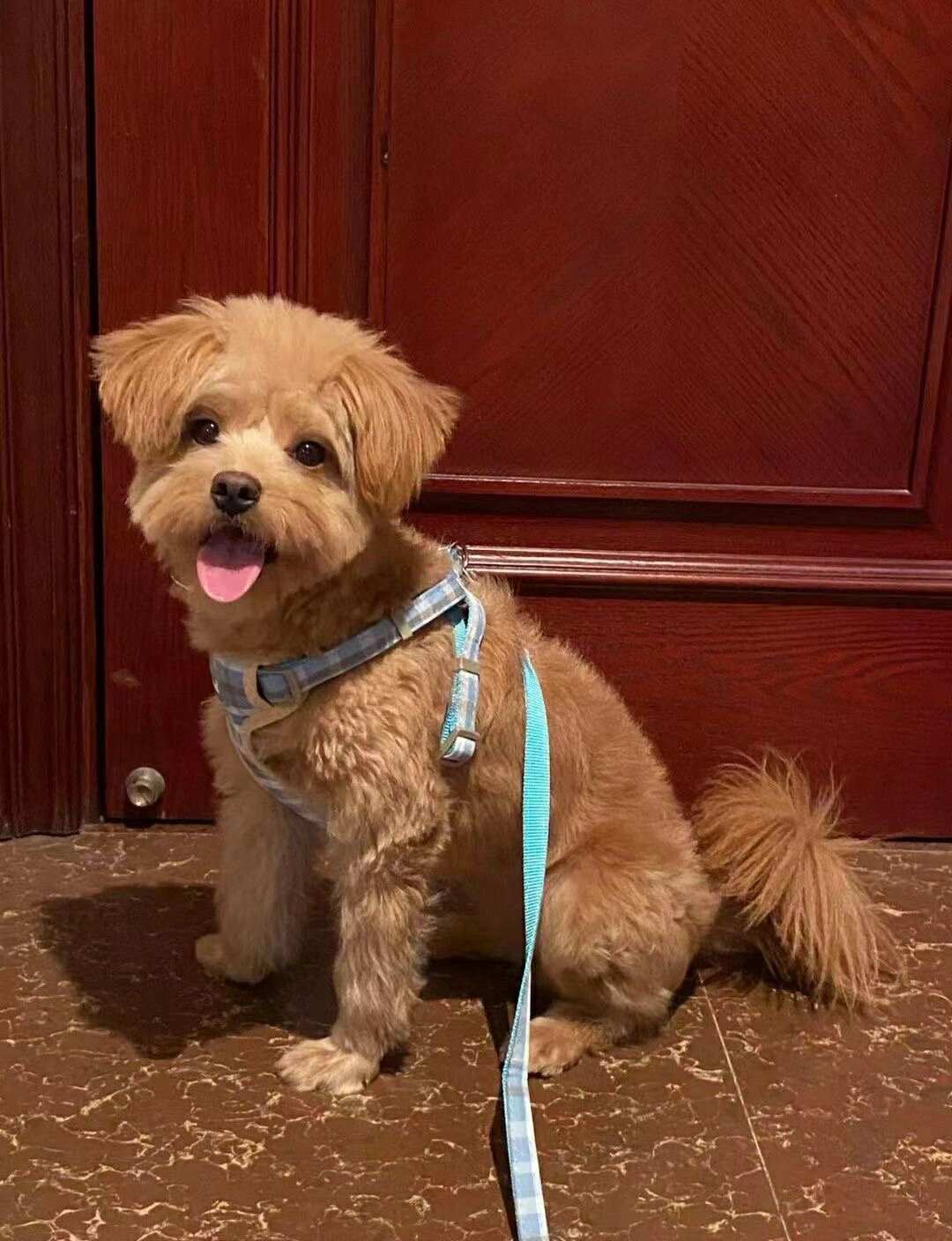 咱这是爱尔兰软毛梗吗