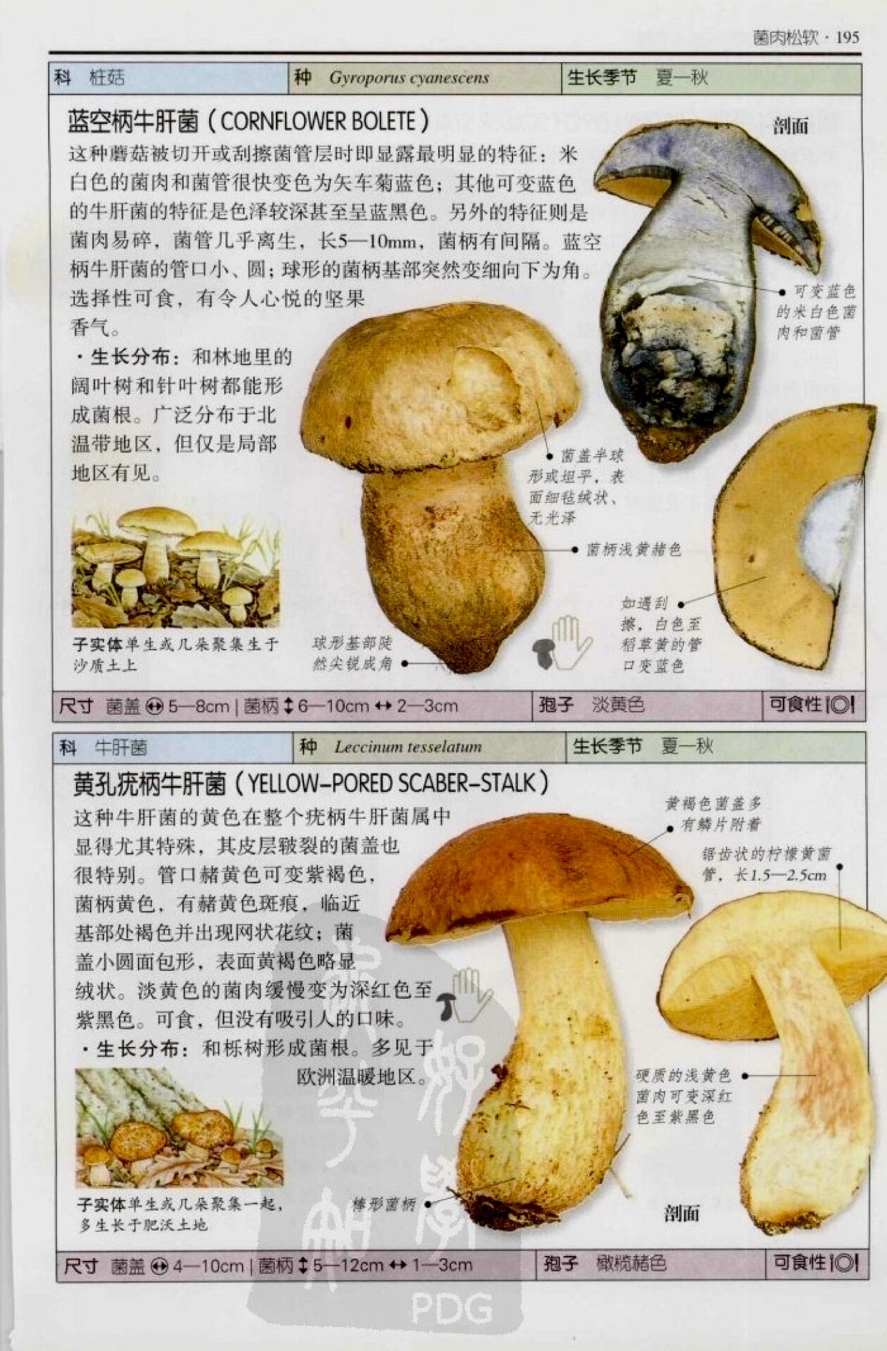 牛肝菌品种大全图片